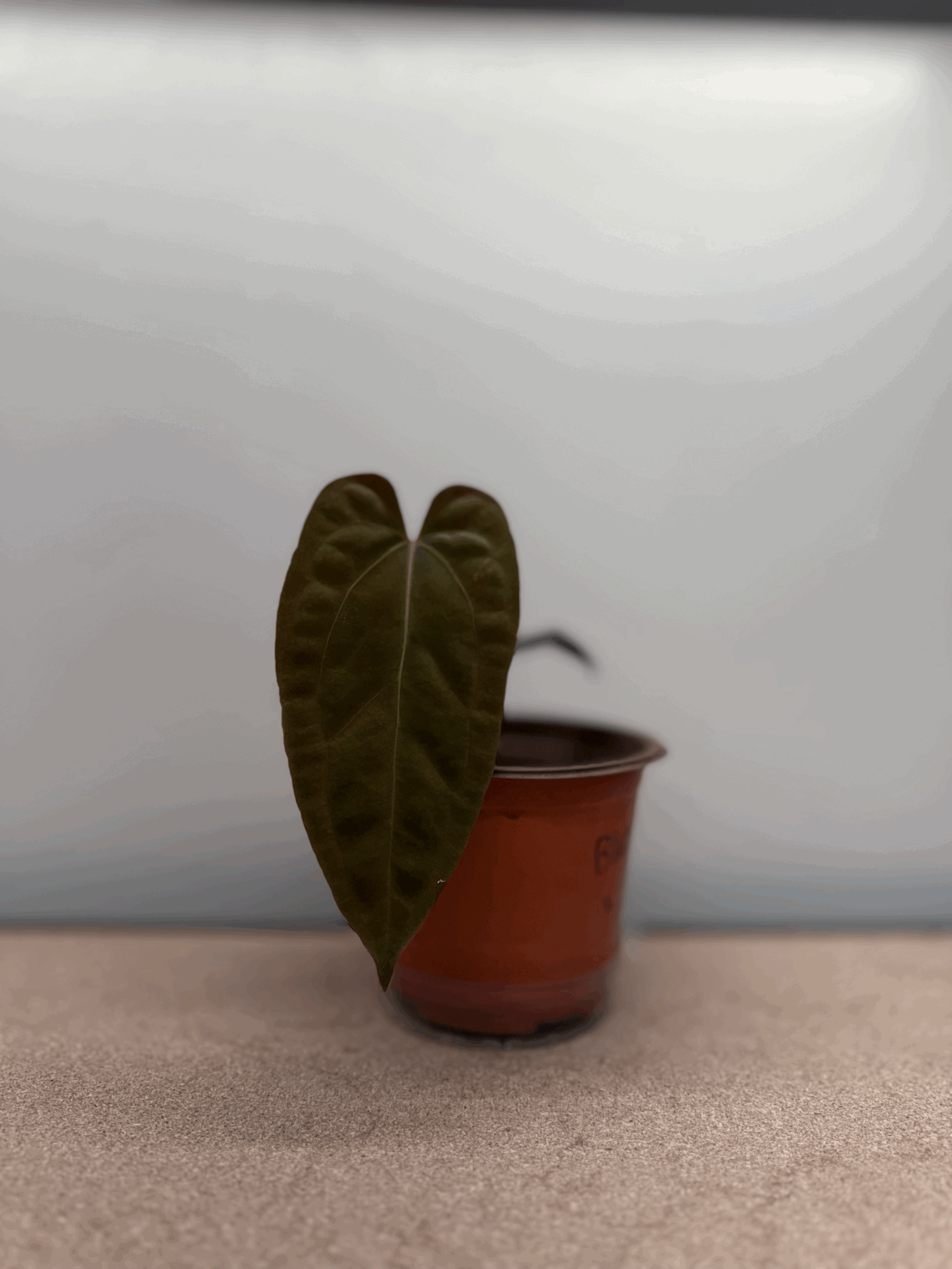 Anthurium Blue Papillilaminum X Red Vein Dark Phoenix - Growers Choice