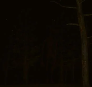 Dark night sky with faint stars and trees silhouetted against the darkness.