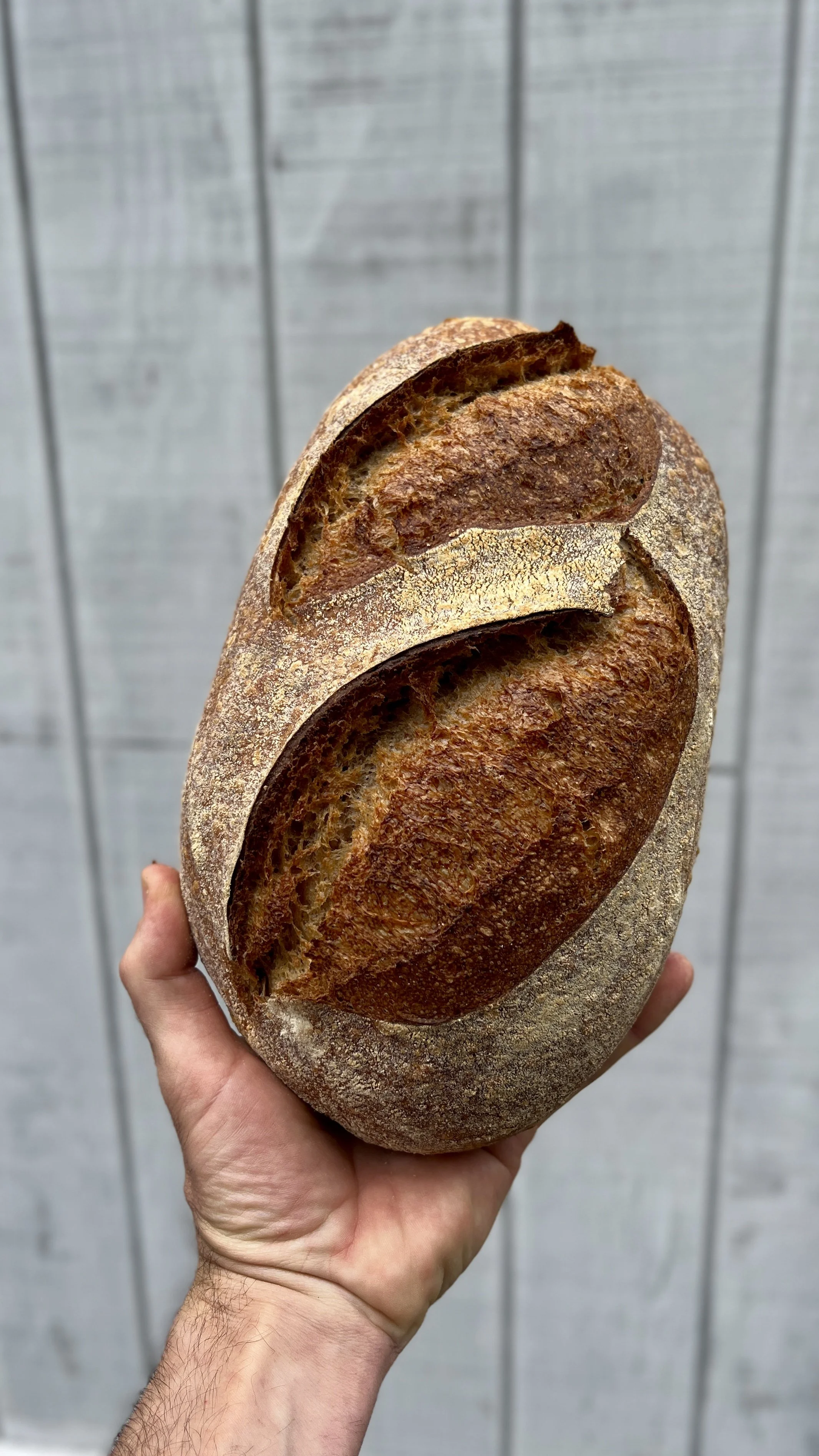 Whole Wheat Spelt loaf freshly baked