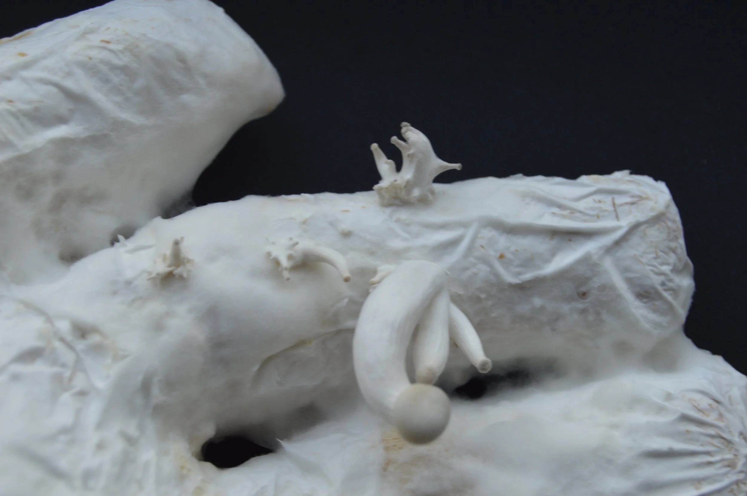 Fruiting Bodies (ongoing)