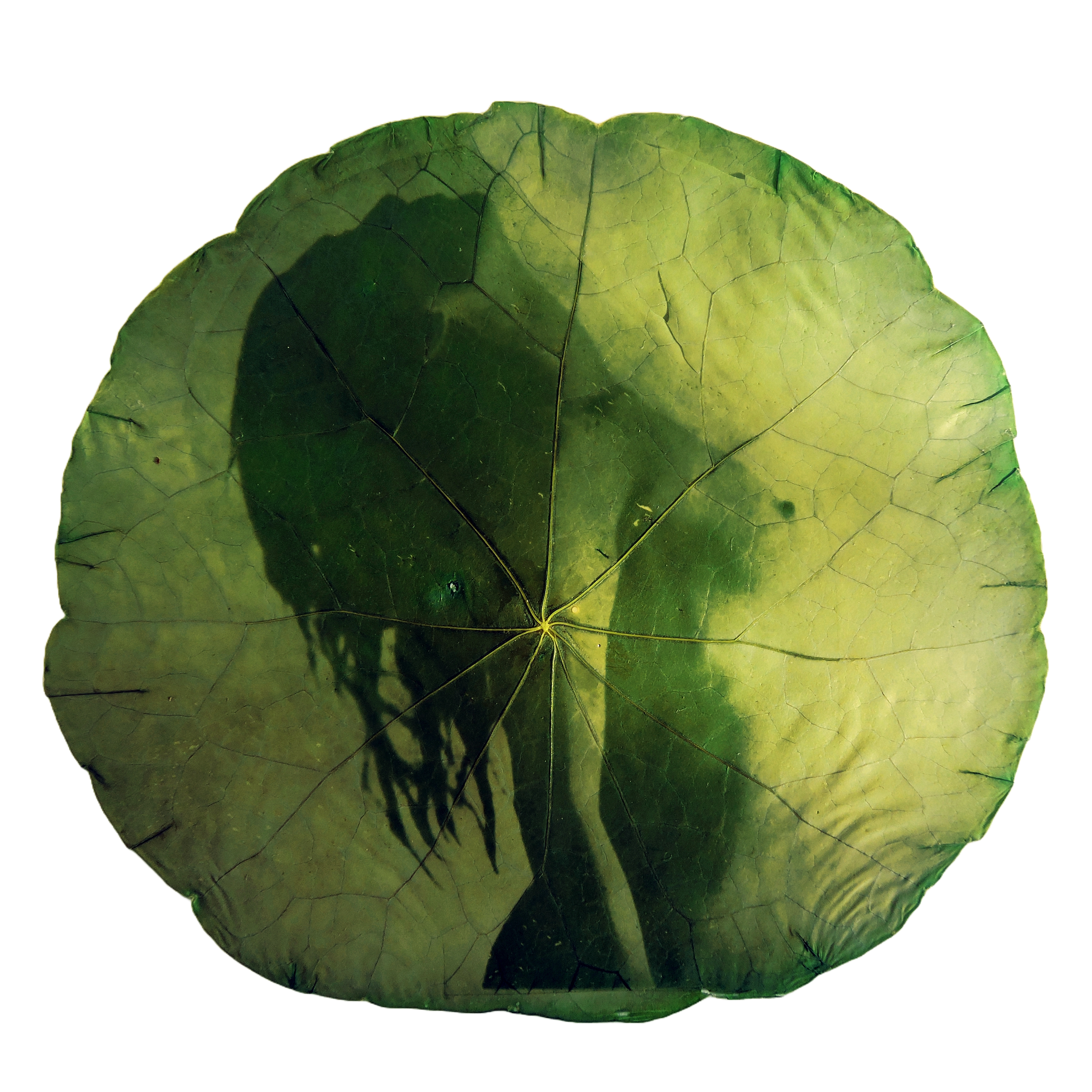 Invasive (2024)