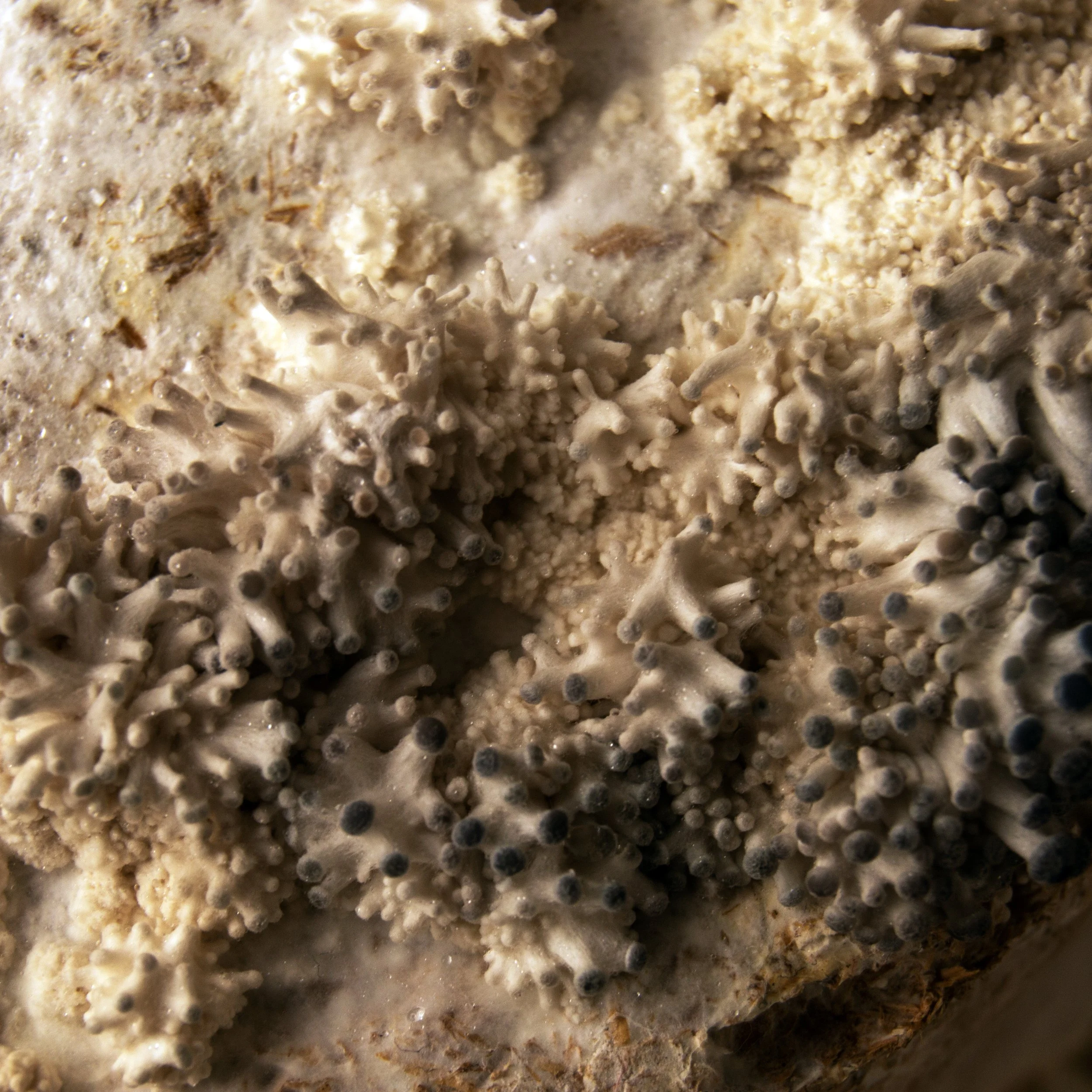 4. Mycelial-Texture.jpg