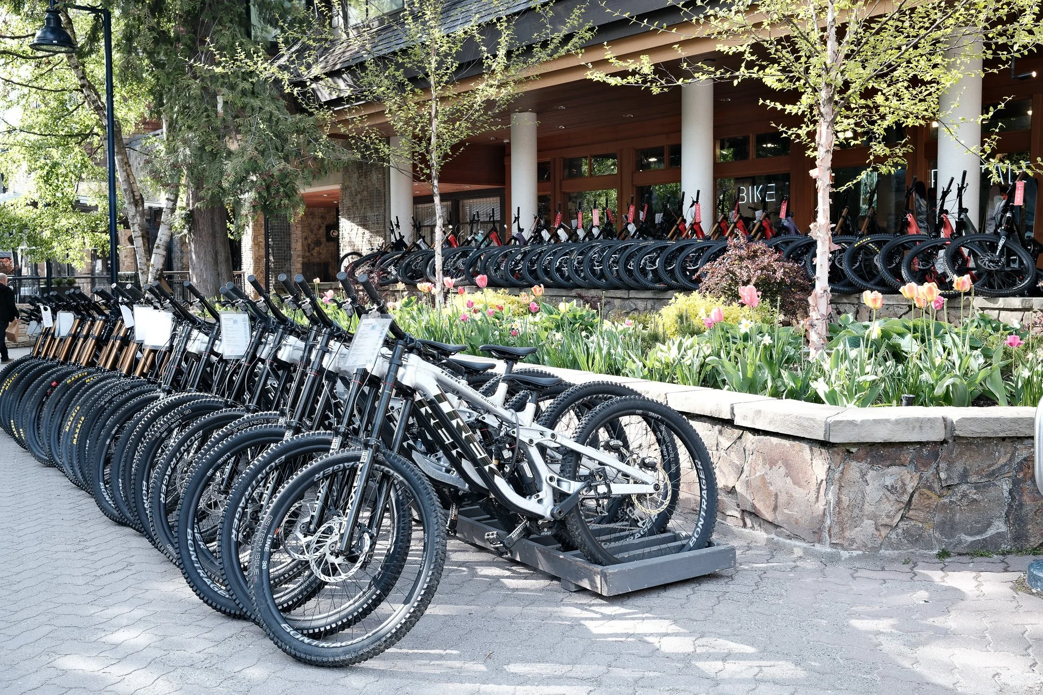 Multiple mountain bikes are parked outside a building, with a flower bed containing pink tulips and trees in the background.