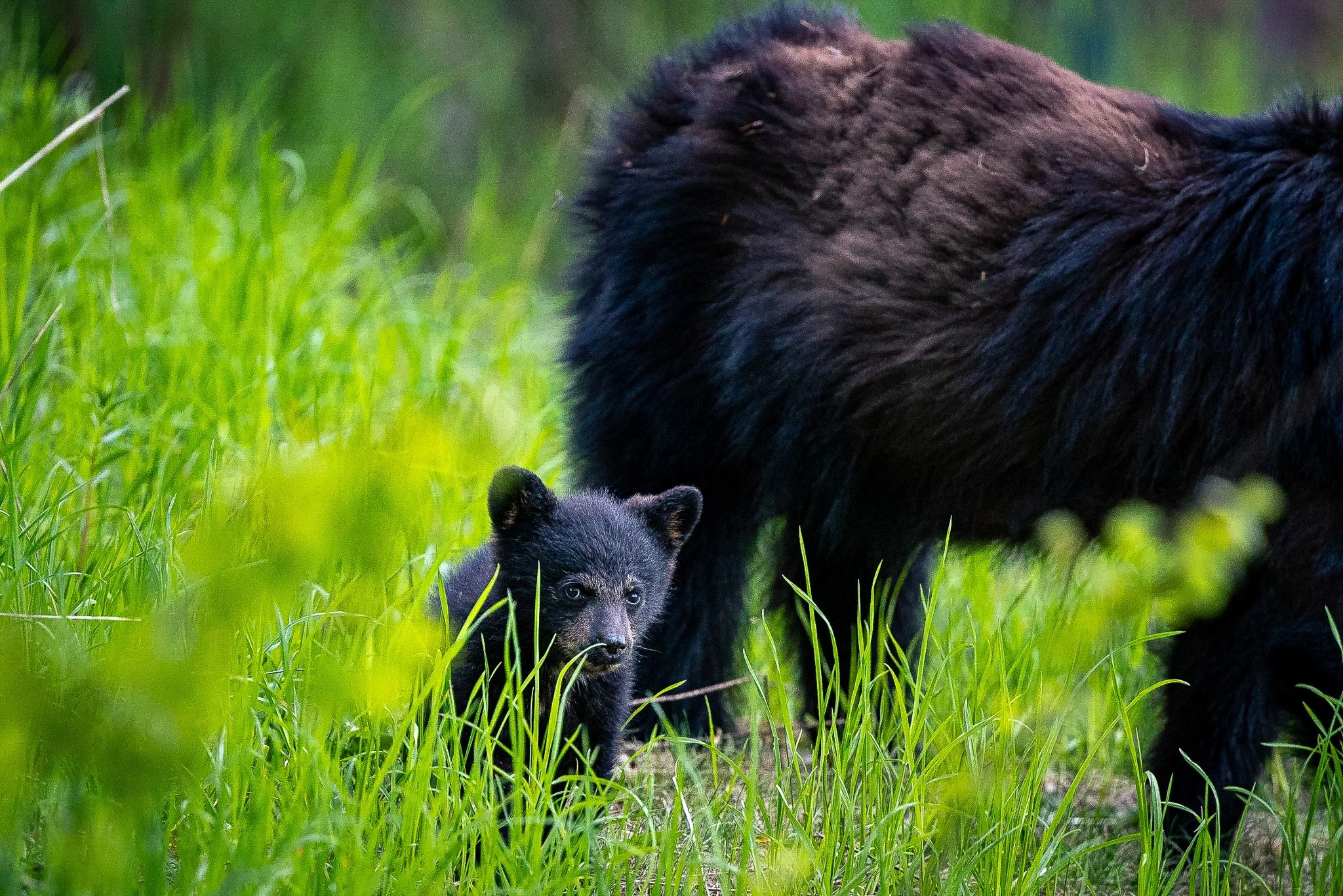 A black bear cub walking through green grass with an adult black bear partially visible in the background.
