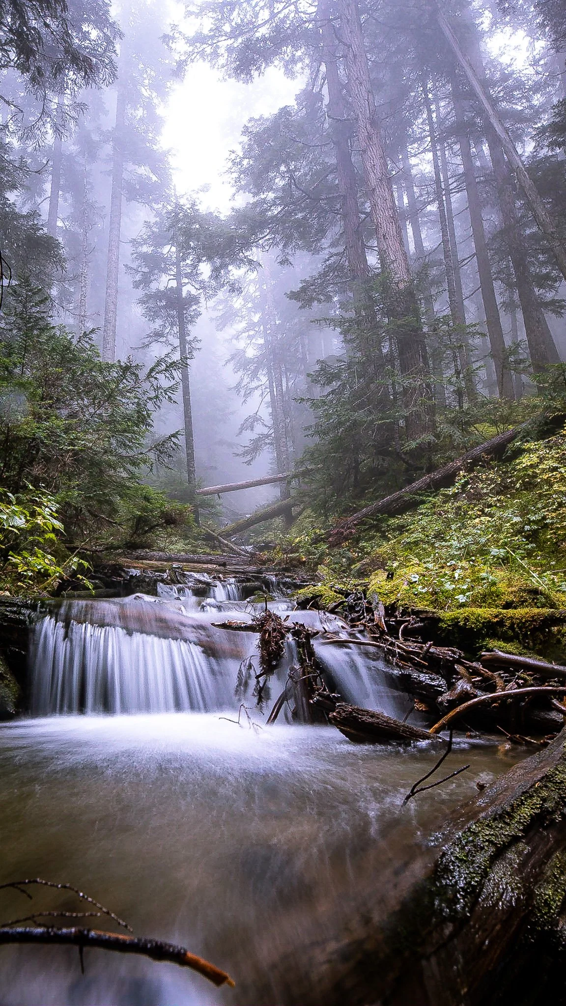 A misty forest with tall trees and a small waterfall flowing over rocks and fallen branches.