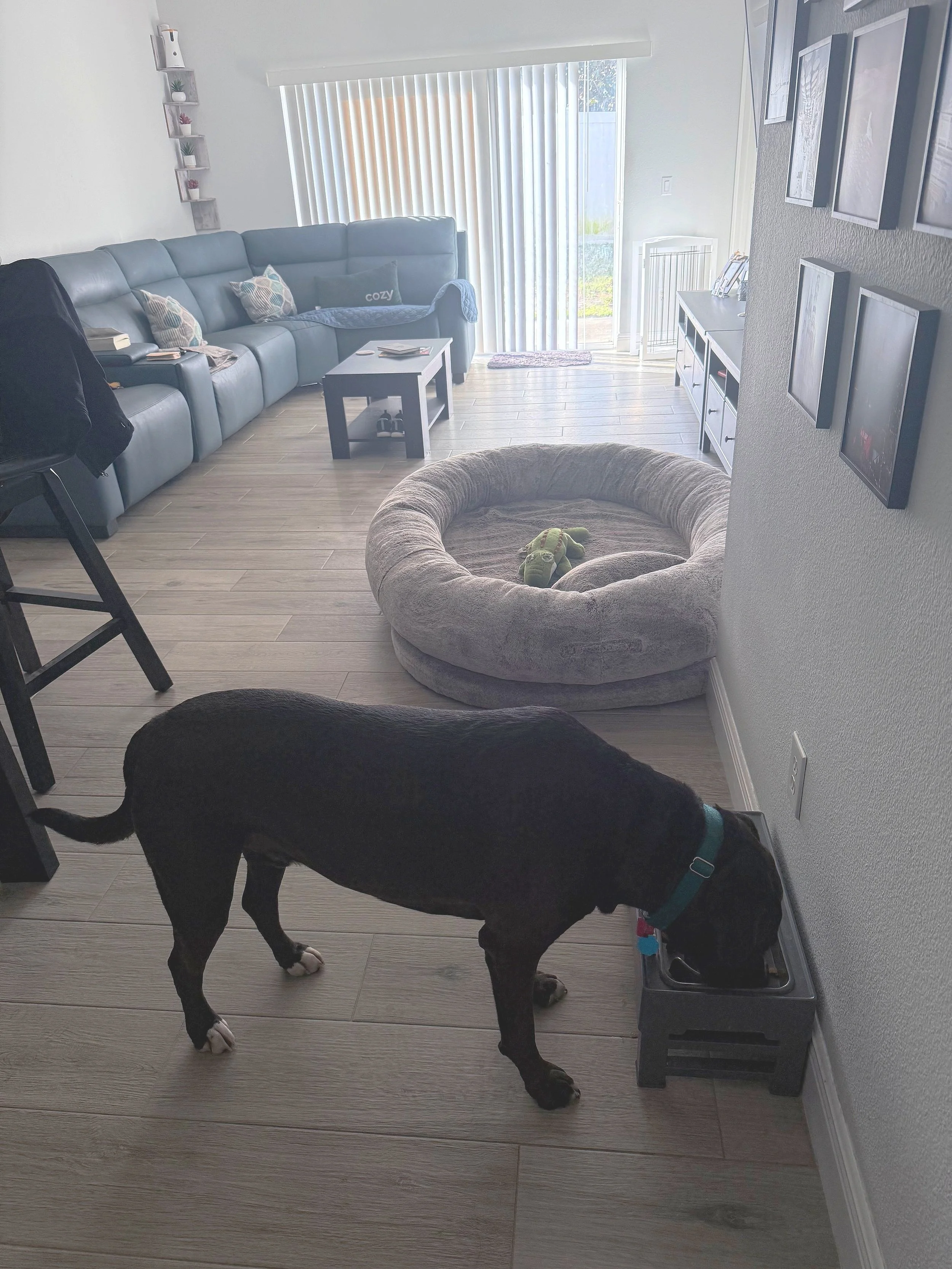 A black puppy with white paws eating from a feeding station in a living room. Behind the puppy, there is a beige pet bed with a green stuffed toy inside. The living room has light wood flooring, a blue sectional sofa with decorative pillows, a small black coffee table, and a TV stand with framed photos. Large sliding glass doors with vertical blinds let in natural light.