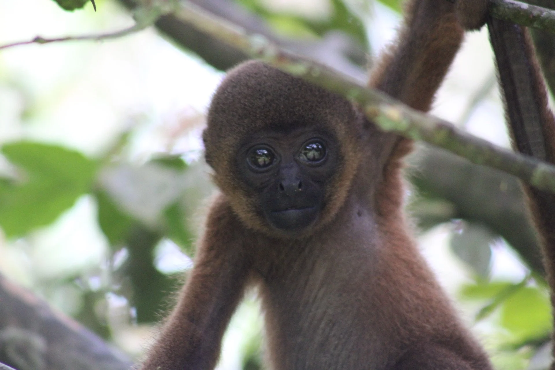 A brown woolly monkey perched on a tree branch in a forested area.