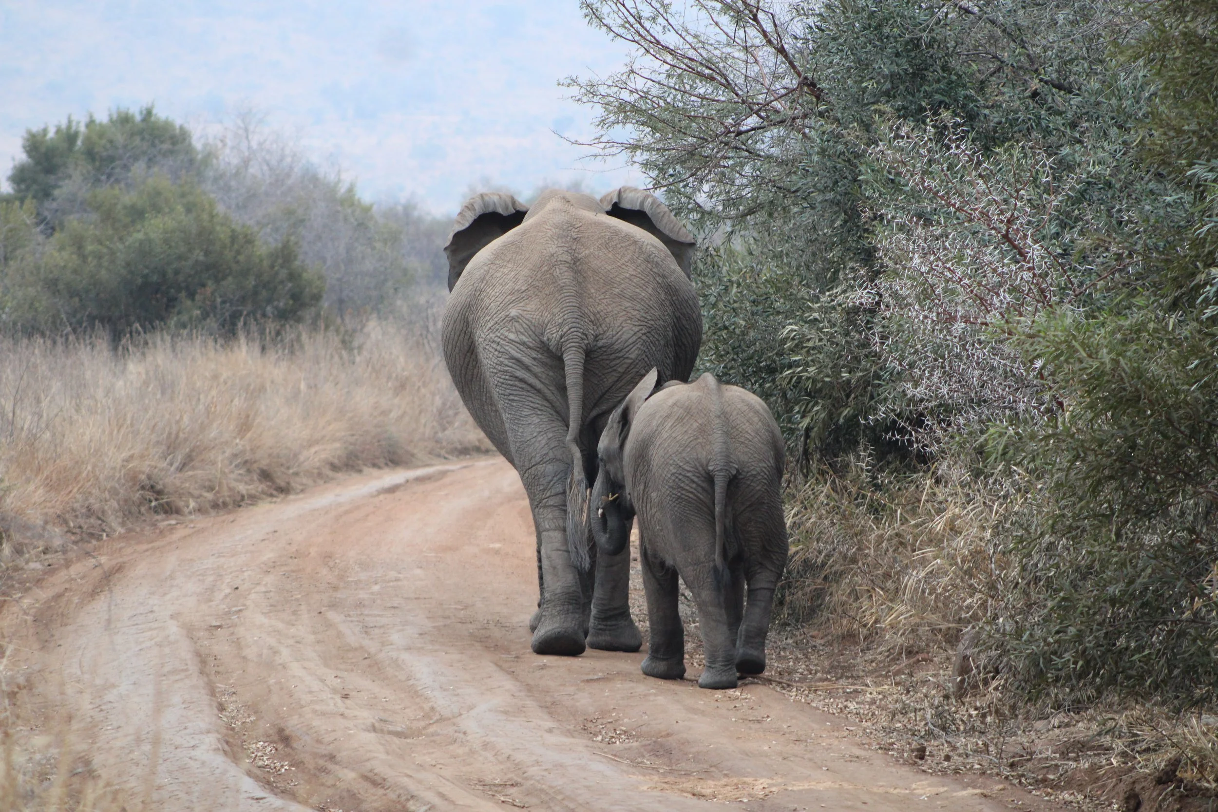 Adult and baby elephants walking on a dirt path surrounded by trees and dry grass.