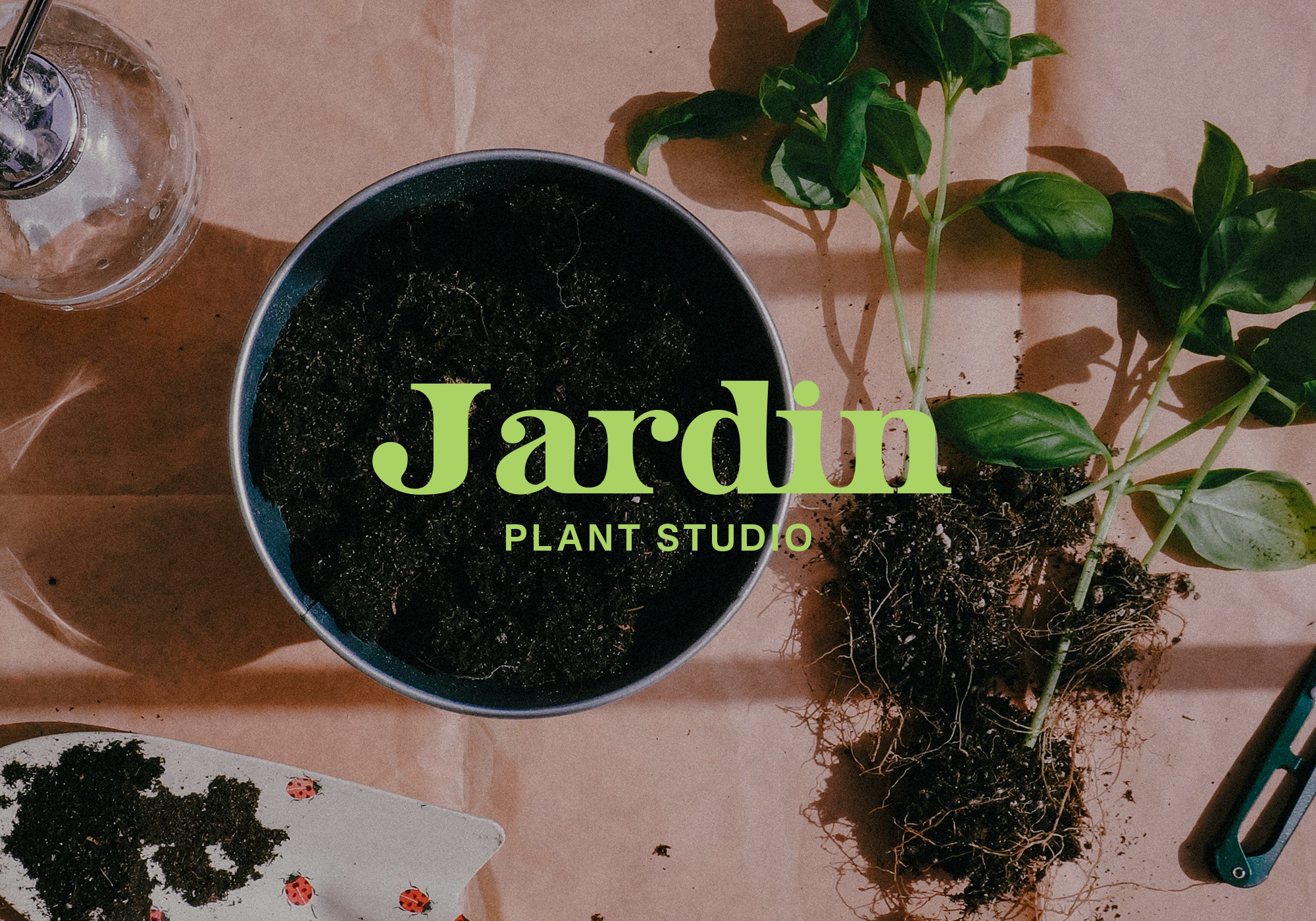 Plant with exposed roots, soil, water mister and gardening tools on work table