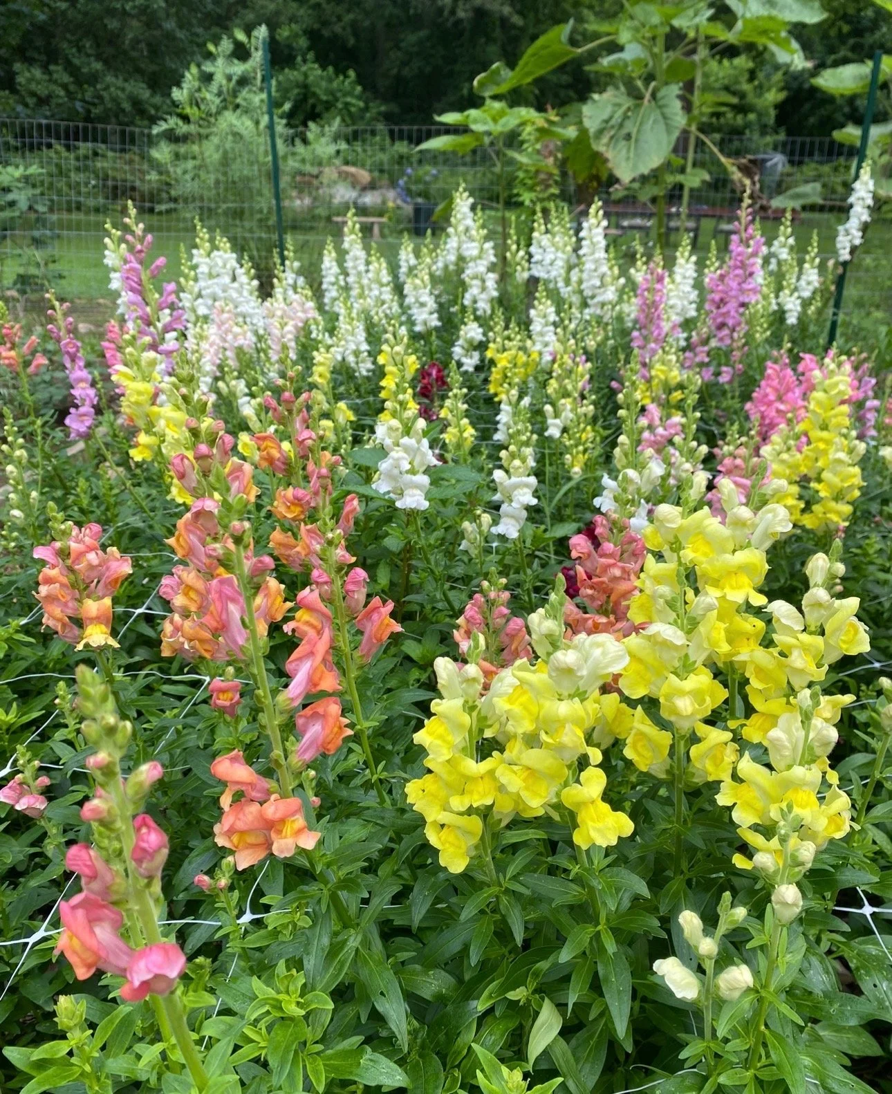 Summer Floral Subscription