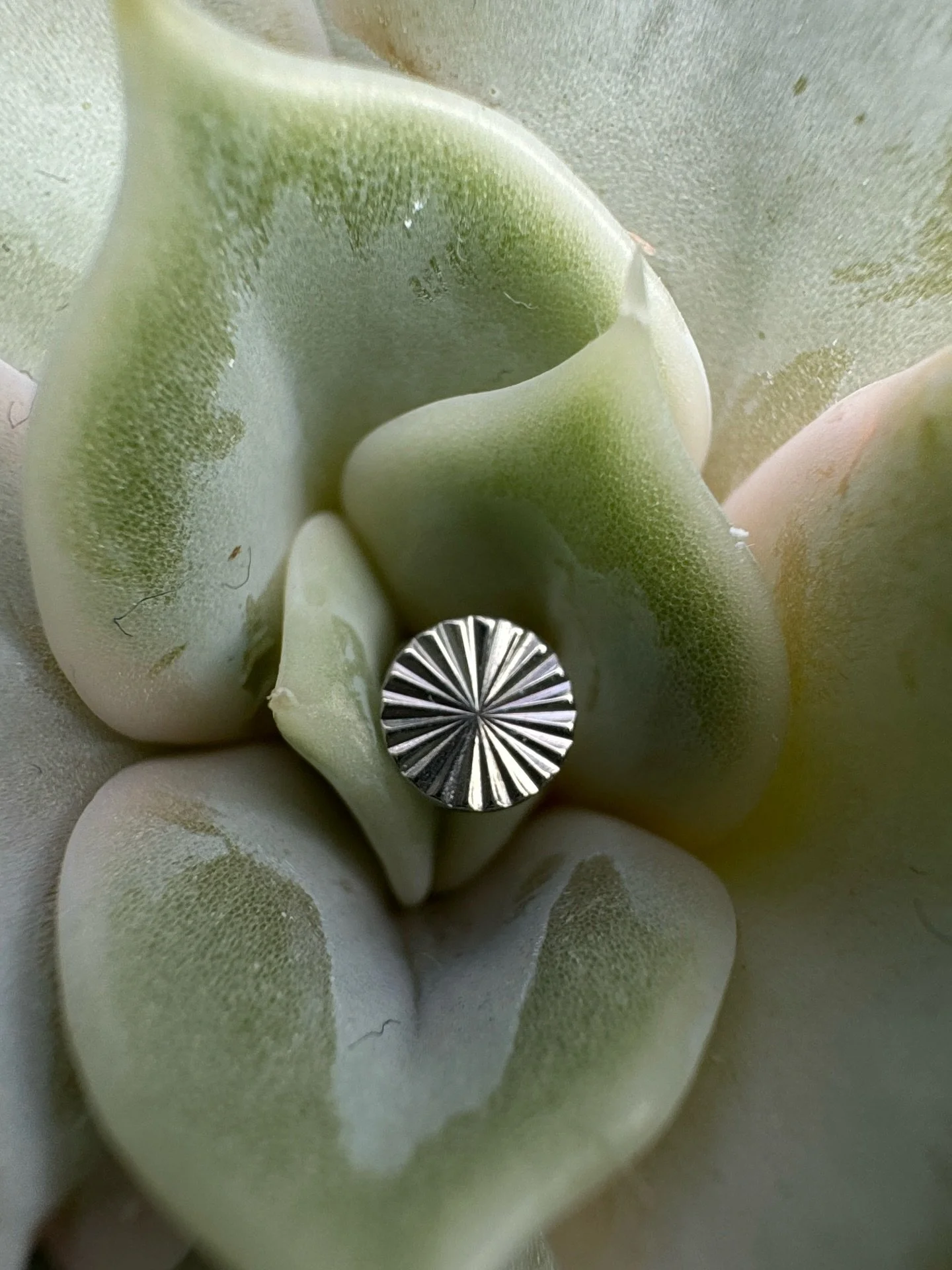 New in ✨

Titanium laser cut shapes. These sit super flat and are suitable for most piercings. 

They can be anodised various colours in house aswell. 

I&rsquo;ll finish uploading these on the website over the weekend. They are available for fresh a