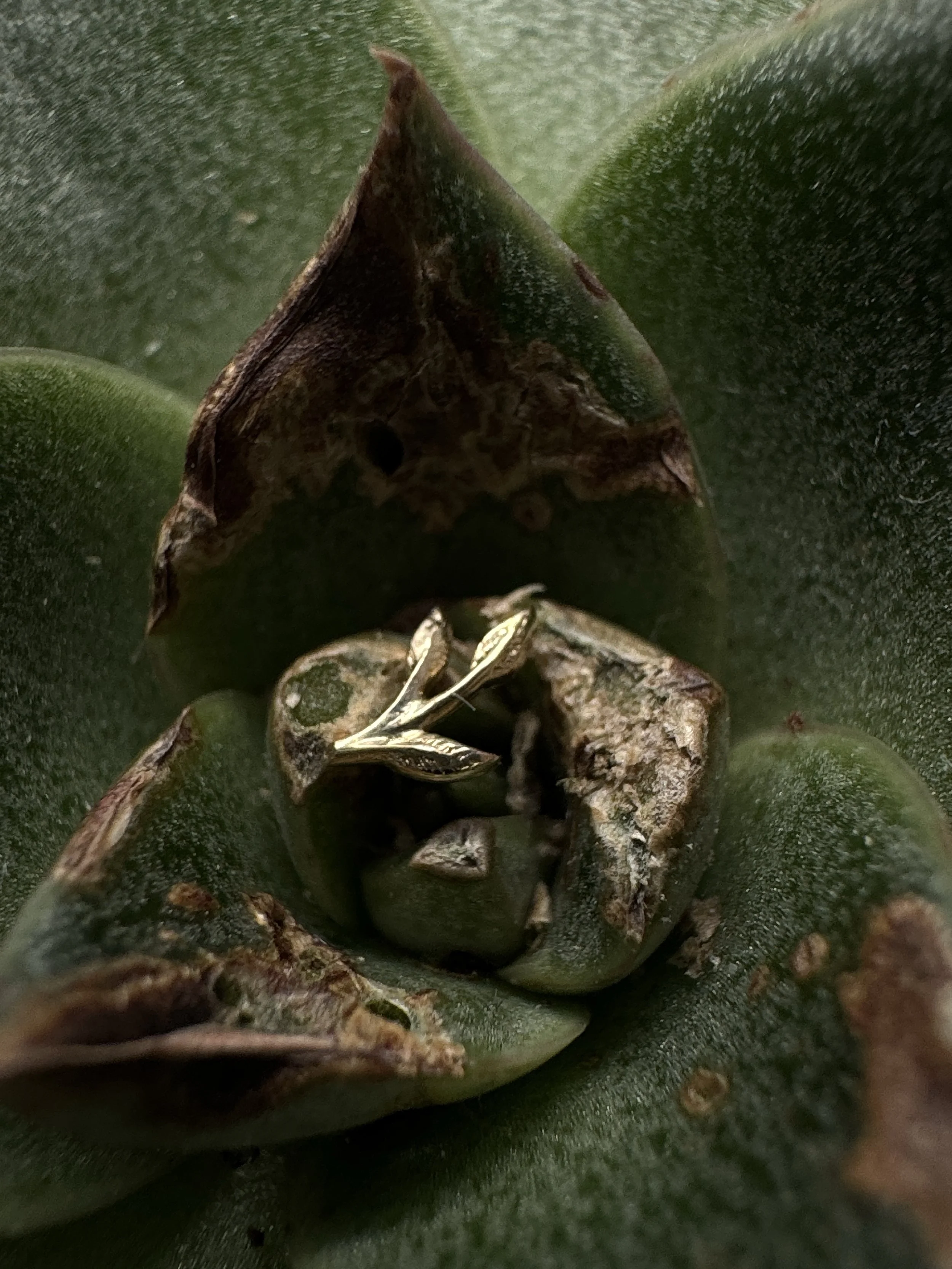 14ct gold branch suitable for any ear or nose piercing