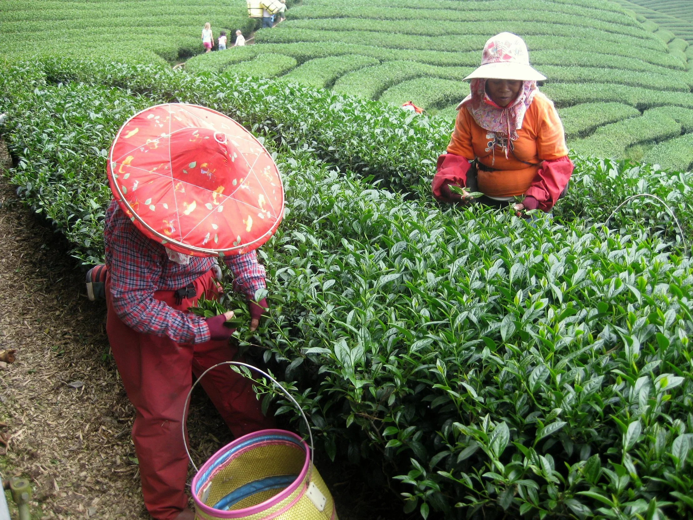 Women dressed in vibrant colors pick tea leaves in the Taiwan mountains during a Culture Experience with Tricia Pomering.