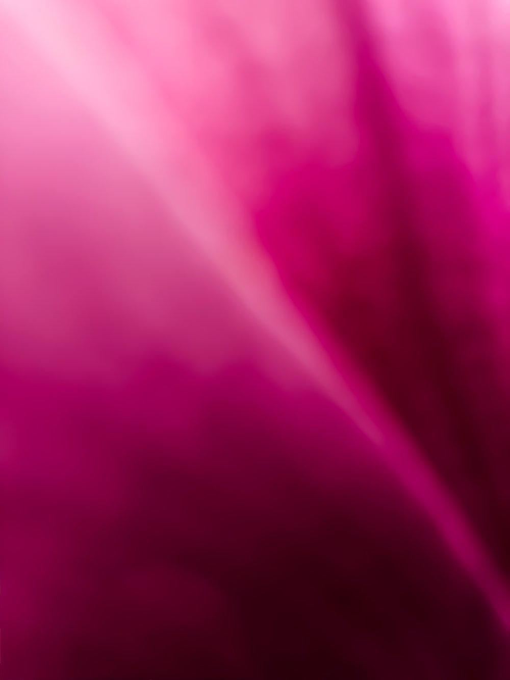 Magnolia VI, 2019, C print on aluminum with ultra non-glare plexi front, 30" x 40"