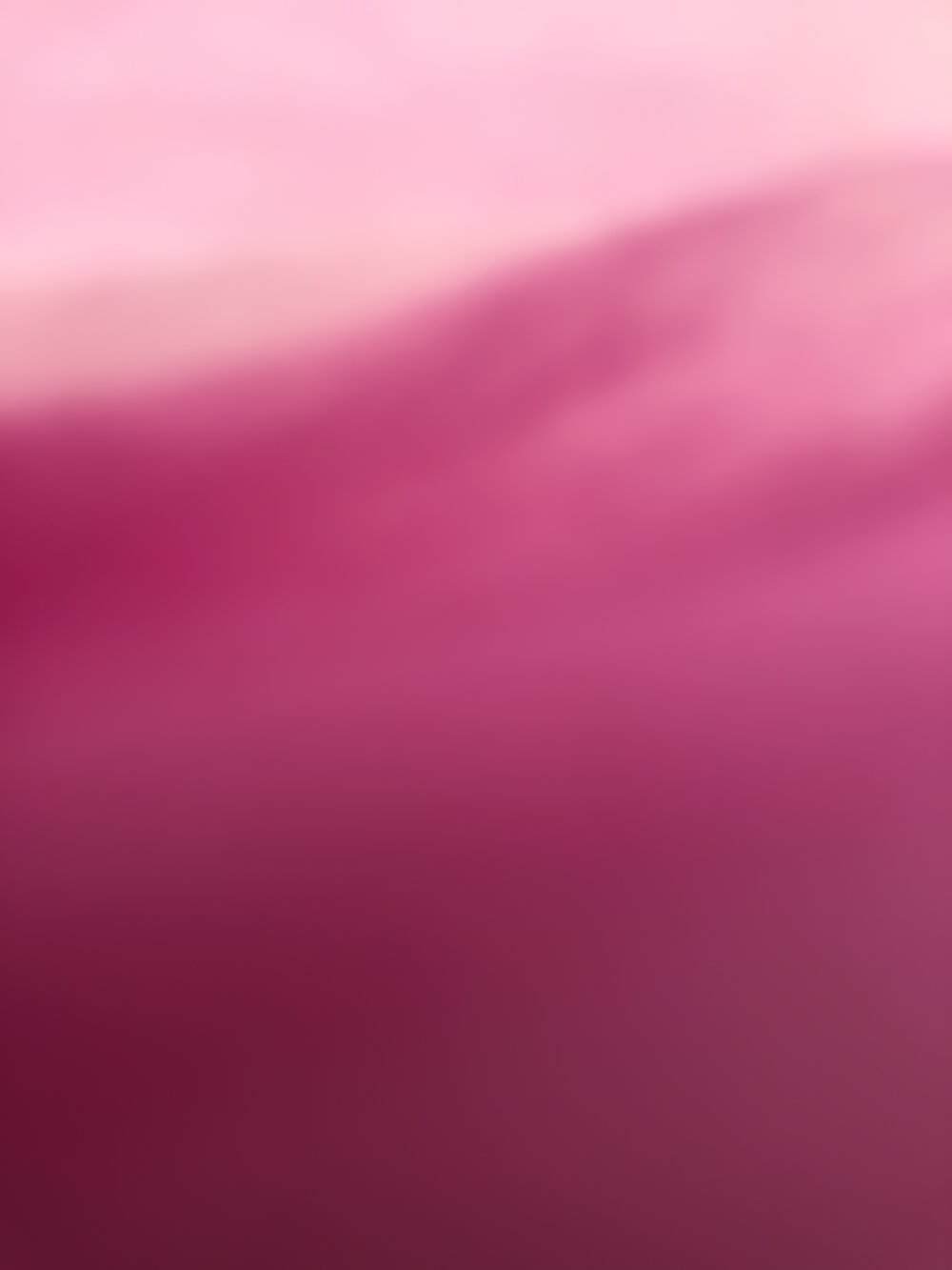Magnolia IV, 2019, C print on aluminum with ultra non-glare plexi front, 30" x 40"