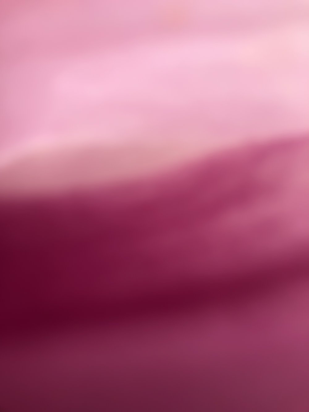Magnolia VII, 2019, C print on aluminum with ultra non-glare plexi front, 40" x 40"