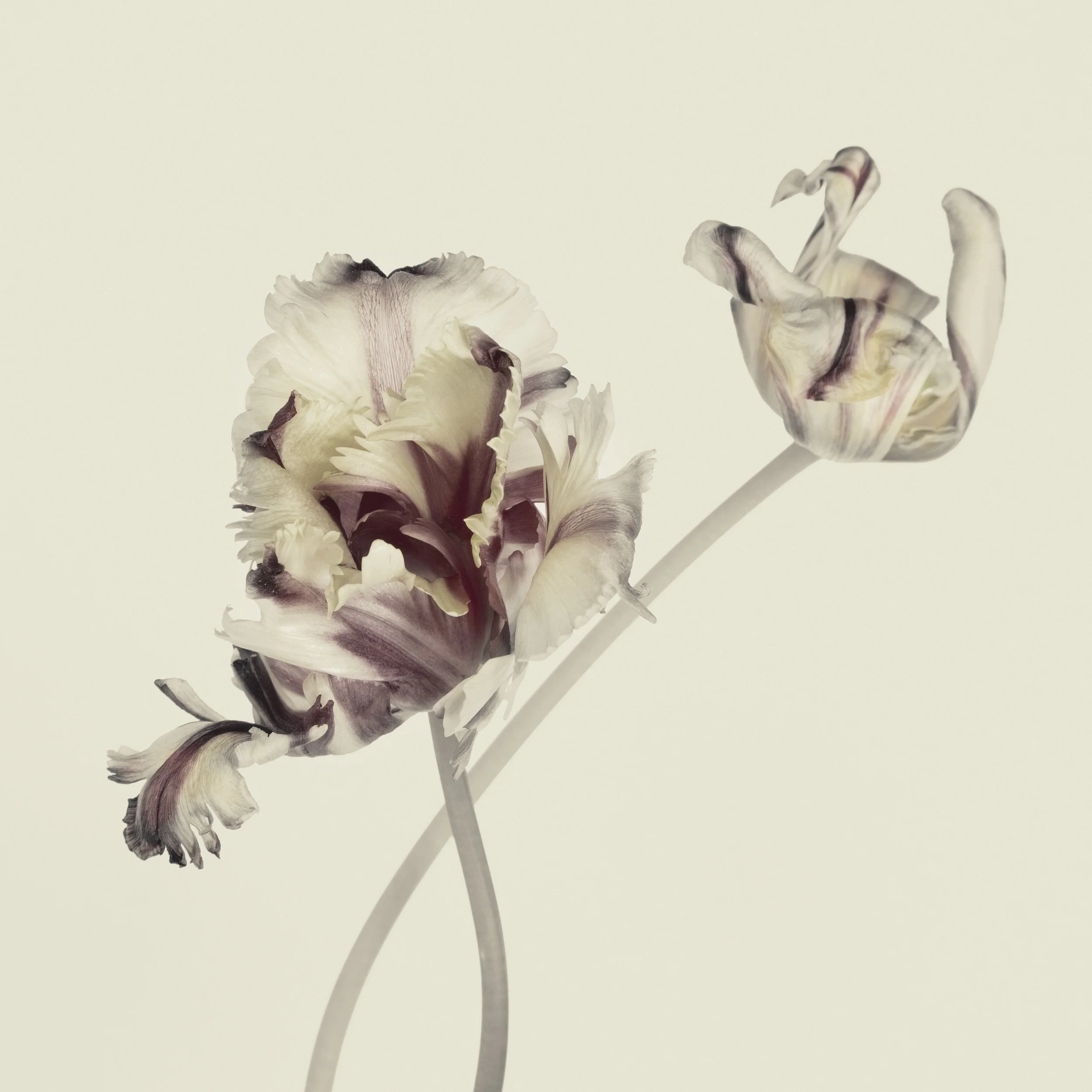 FLOWERS 2, photograph, various sizes available
