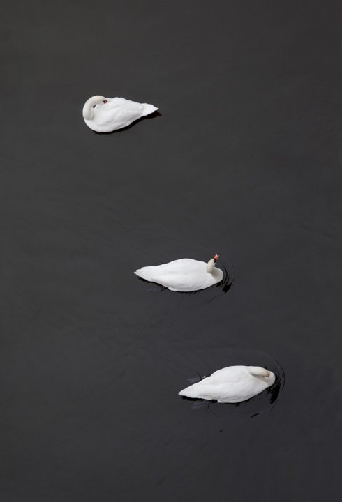 Swan #5320, 2017, archival pigment print on photo rag, 20 x 30"