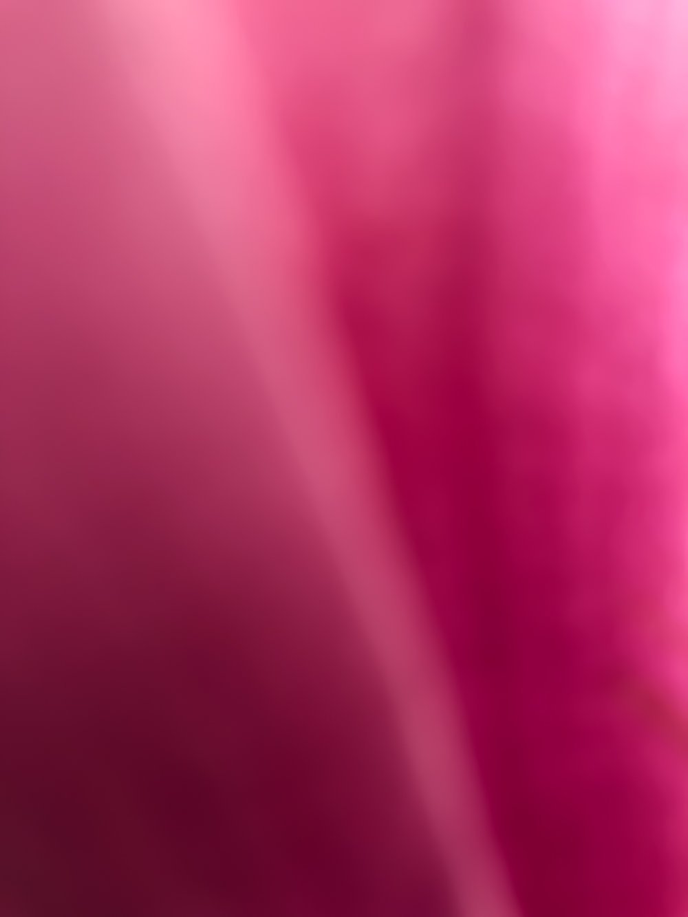 Magnolia V 2019, C print on aluminum with ultra non-glare plexi front, 30" x 40"