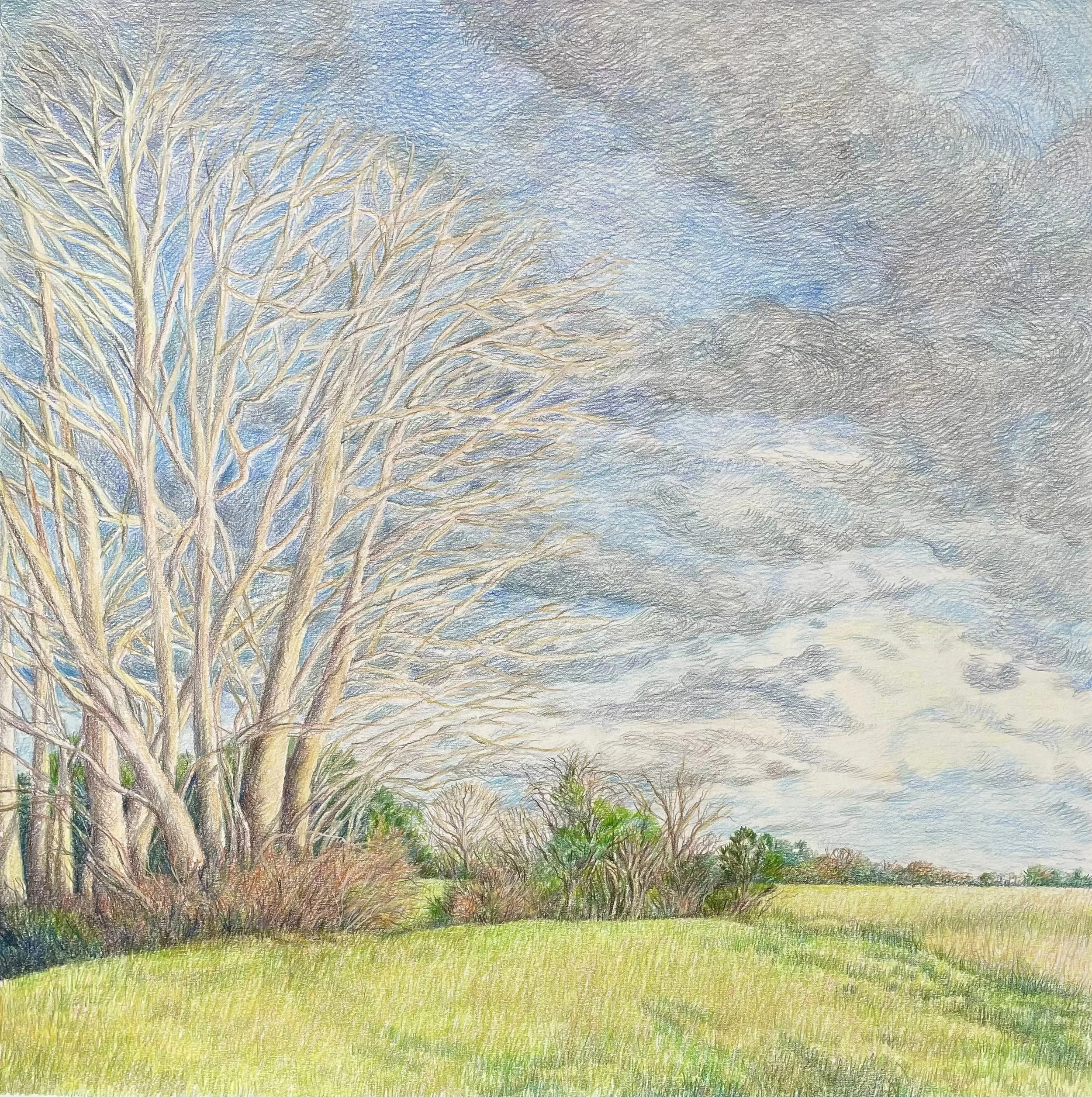 Sag Spring, graphite and colored pencil, 25" x 25"