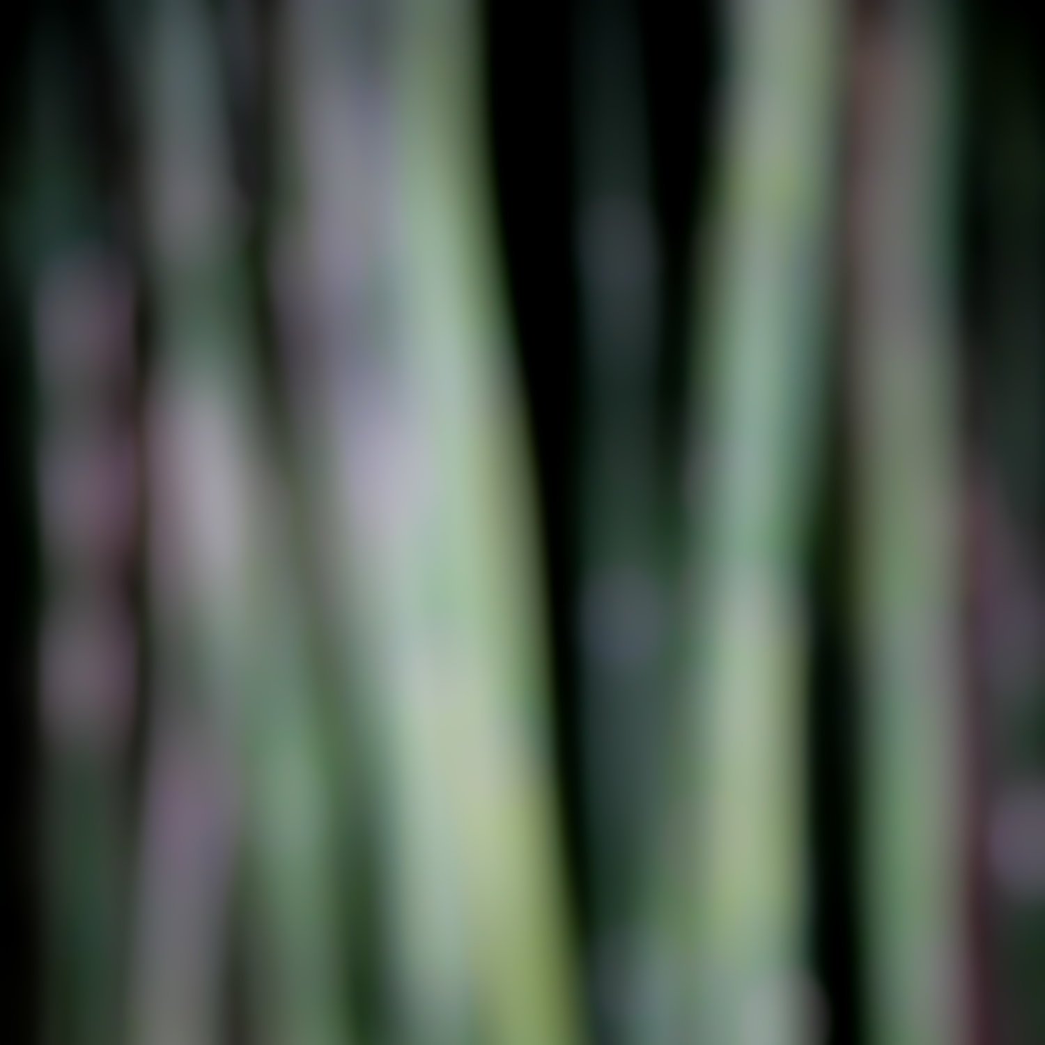 Bamboo, 2002, C print on aluminum with ultra non-glare plexi front, 40" x 40"