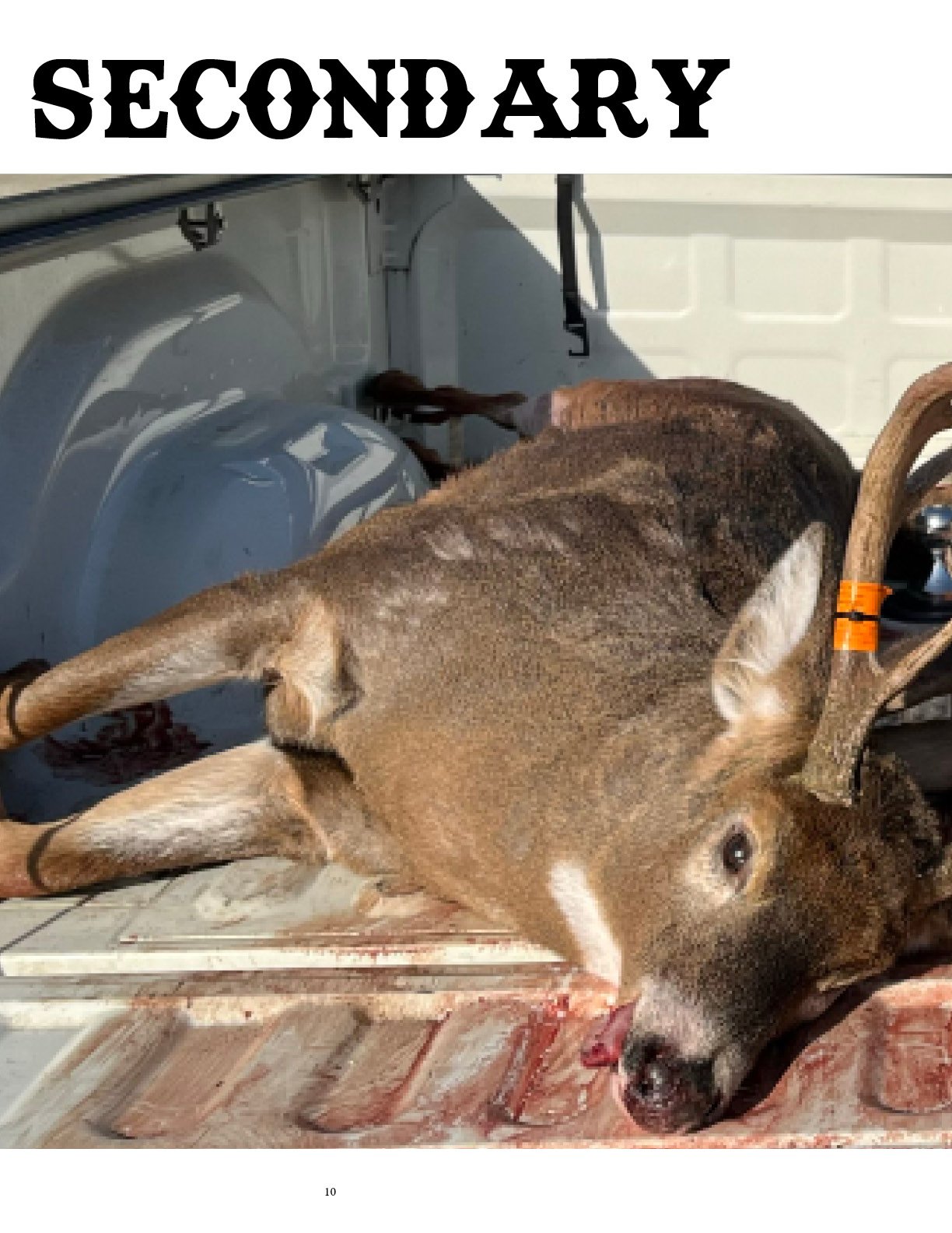 Compendium JPG Pages8.jpg