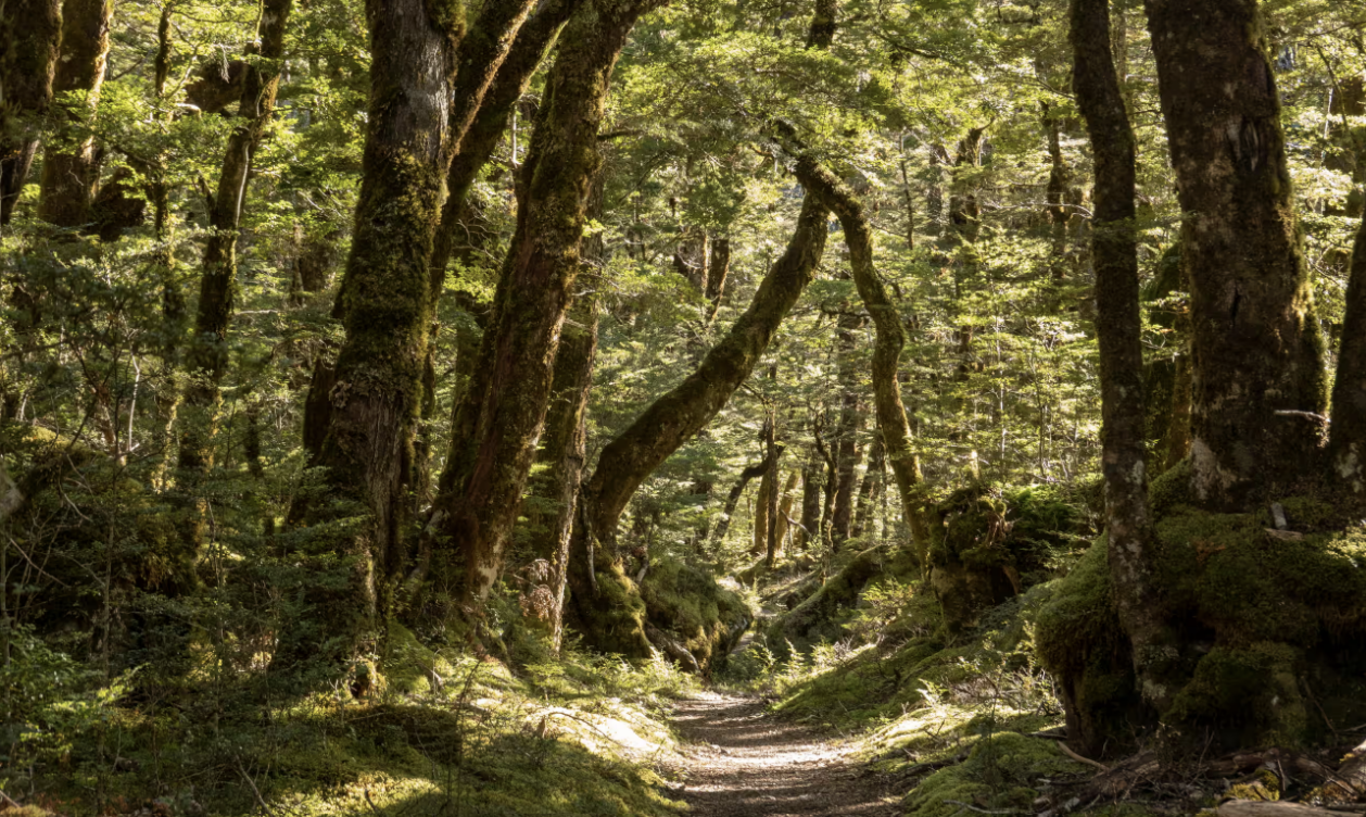 karia-forest.png