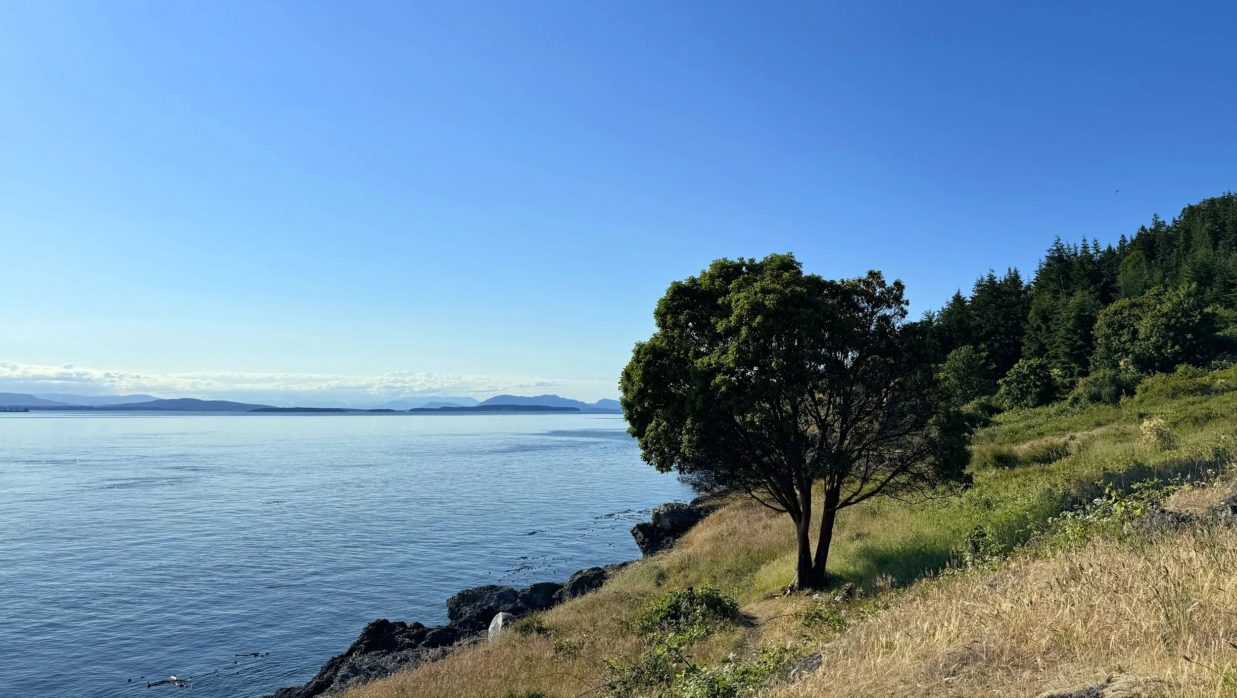 Scenic view of a coastline with a grassy hill, a tree, and distant mountains across a calm blue sea under a clear sky.