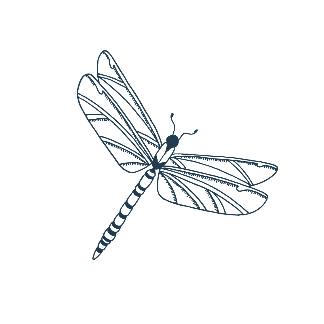 Line drawing of a dragonfly with detailed wings, body, and antennae, shown in a side view on a black background.
