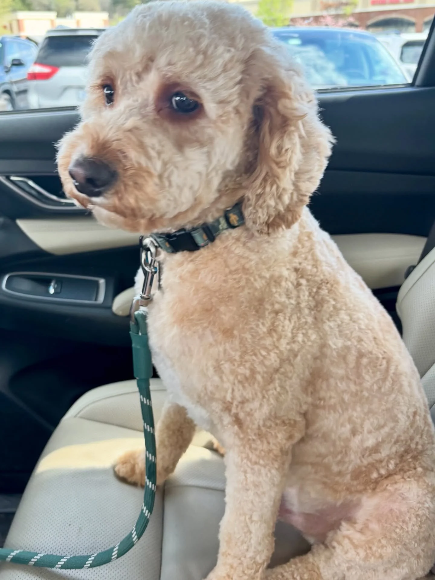 He&rsquo;s feeling so clean and knows he&rsquo;s a handsome boy! #CavapooPuppiesFamily
