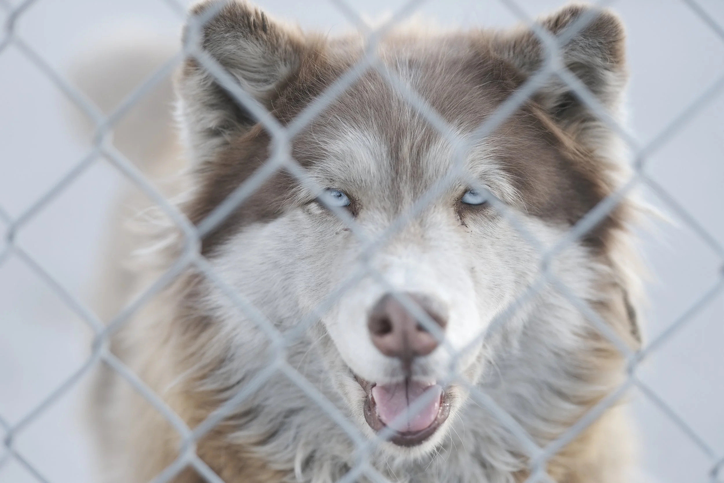 Paws Patrol Las Vegas | Animal search and rescue