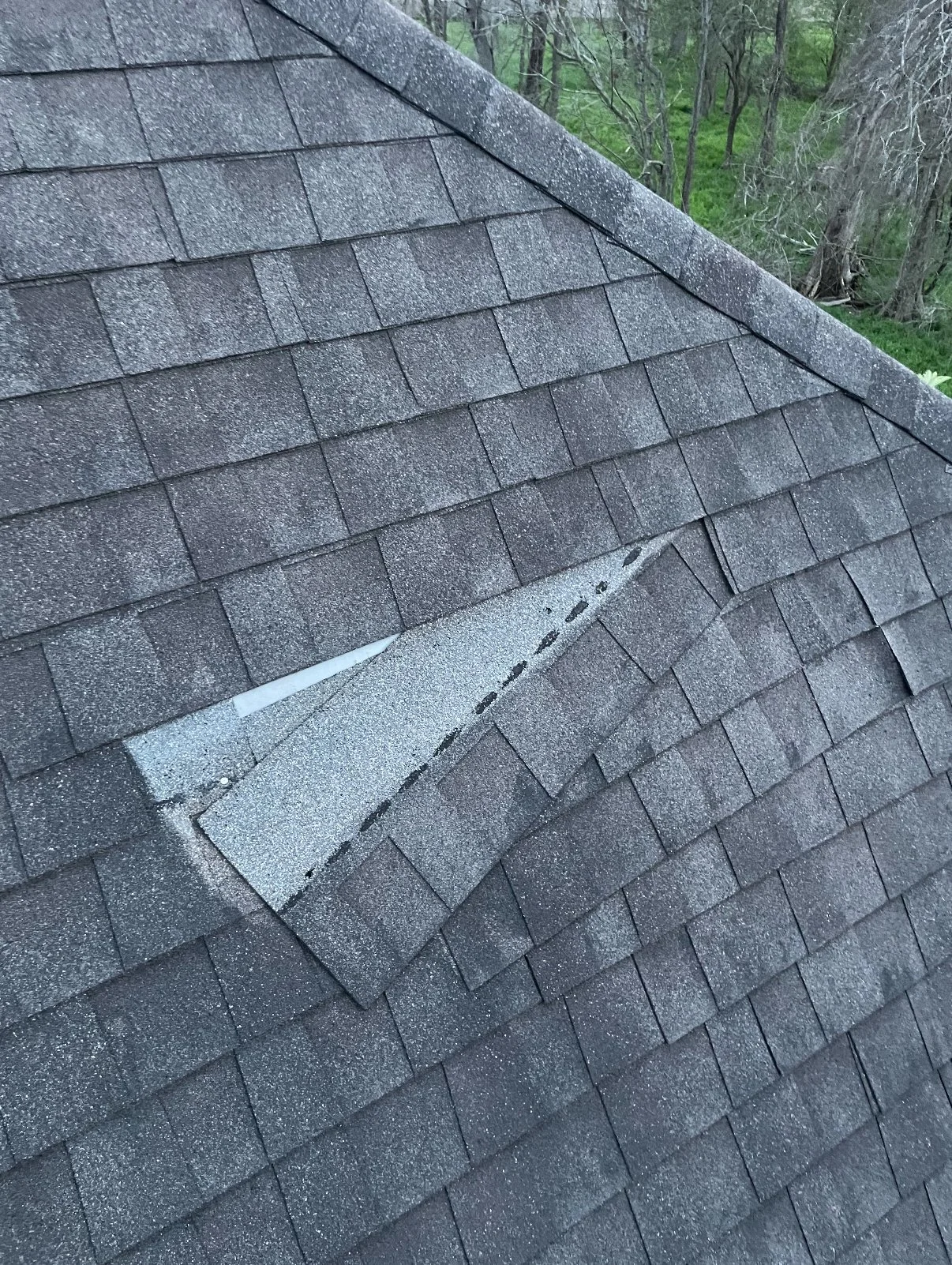 Asphalt shingle roof with a lifted shingle and exposed underlayment.