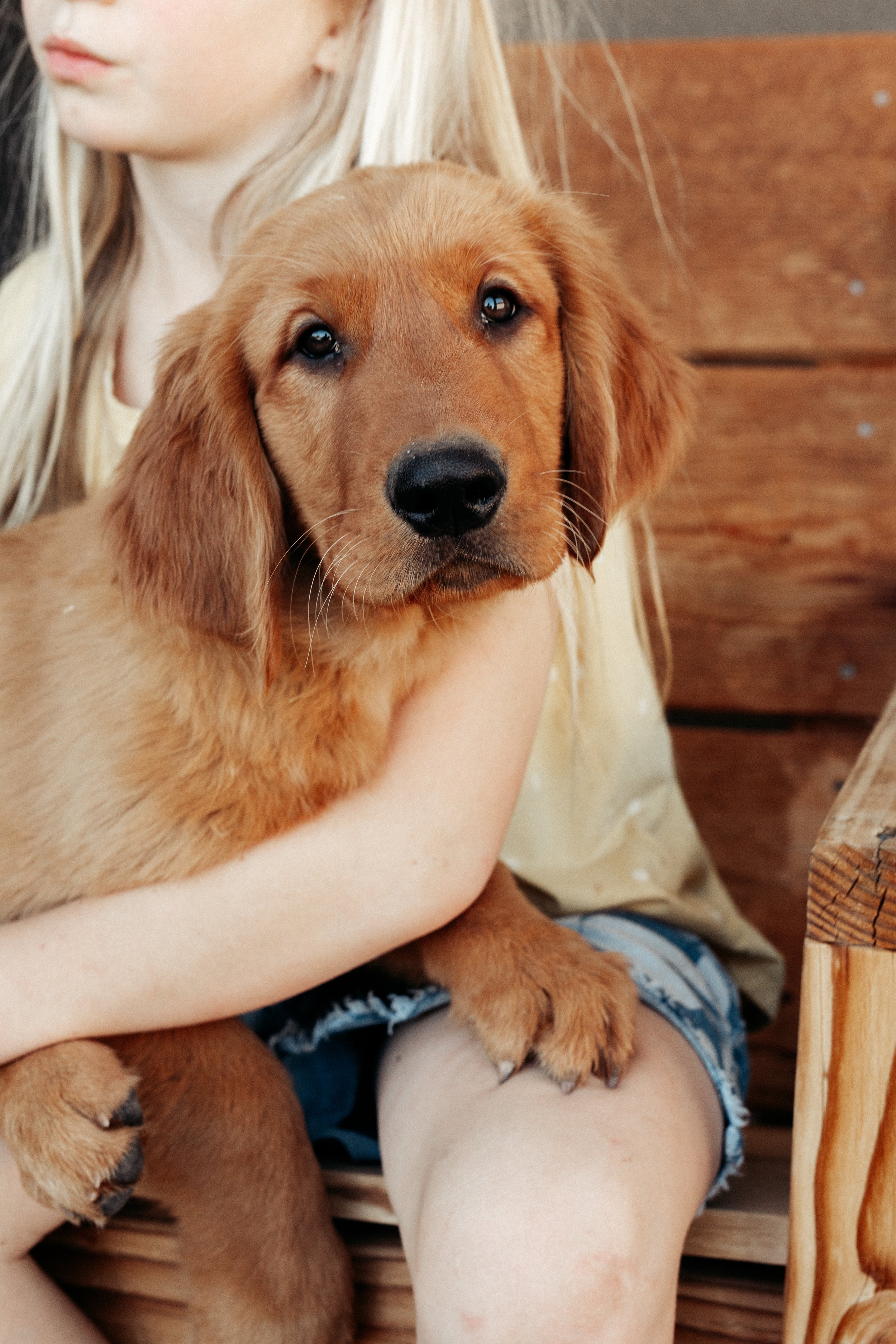 Light Green | This sweet boy is a "eat hard, sleep harder" kind of pup. This big boy is sweet and playful, curious, and more than happy to clean check the bowl juuust in case there is magically more food. He's one to play hard and then just plunk dow