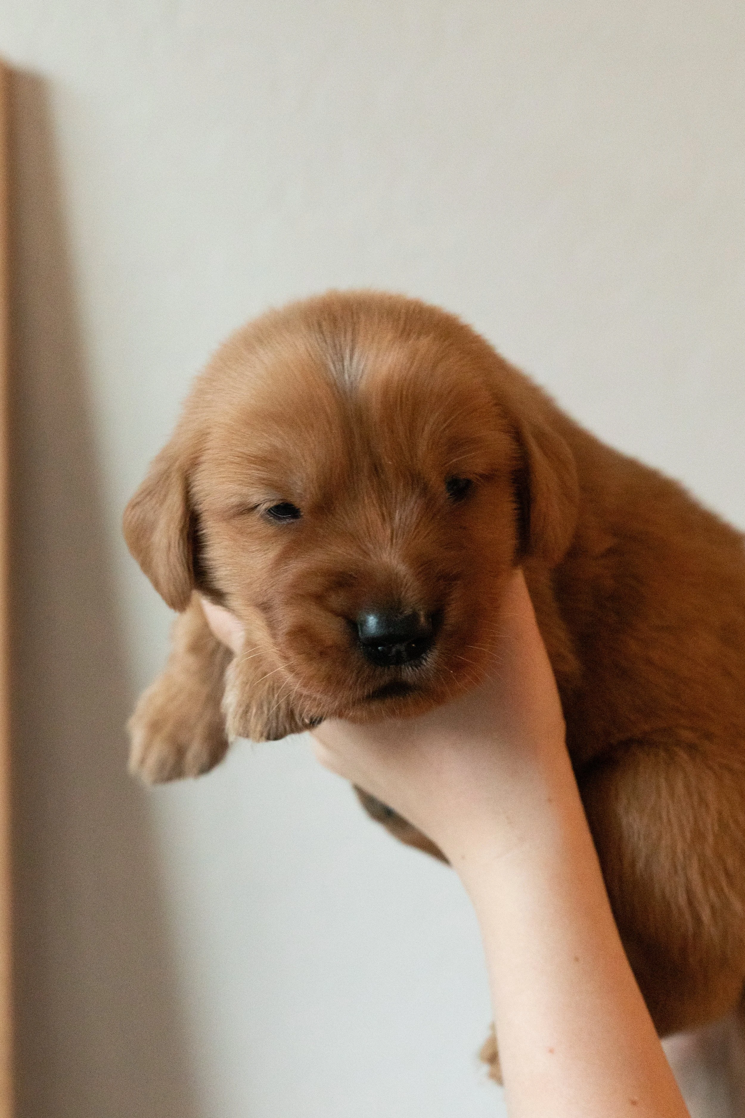 Light Green | Our 'Top Dot' Boy. This little fluff ball has the cutest birthmark right on the top of his noggin. He loves to wrestle and he loves to be with his people. He is always up for an adventurer and has the sweetest little personality that ju