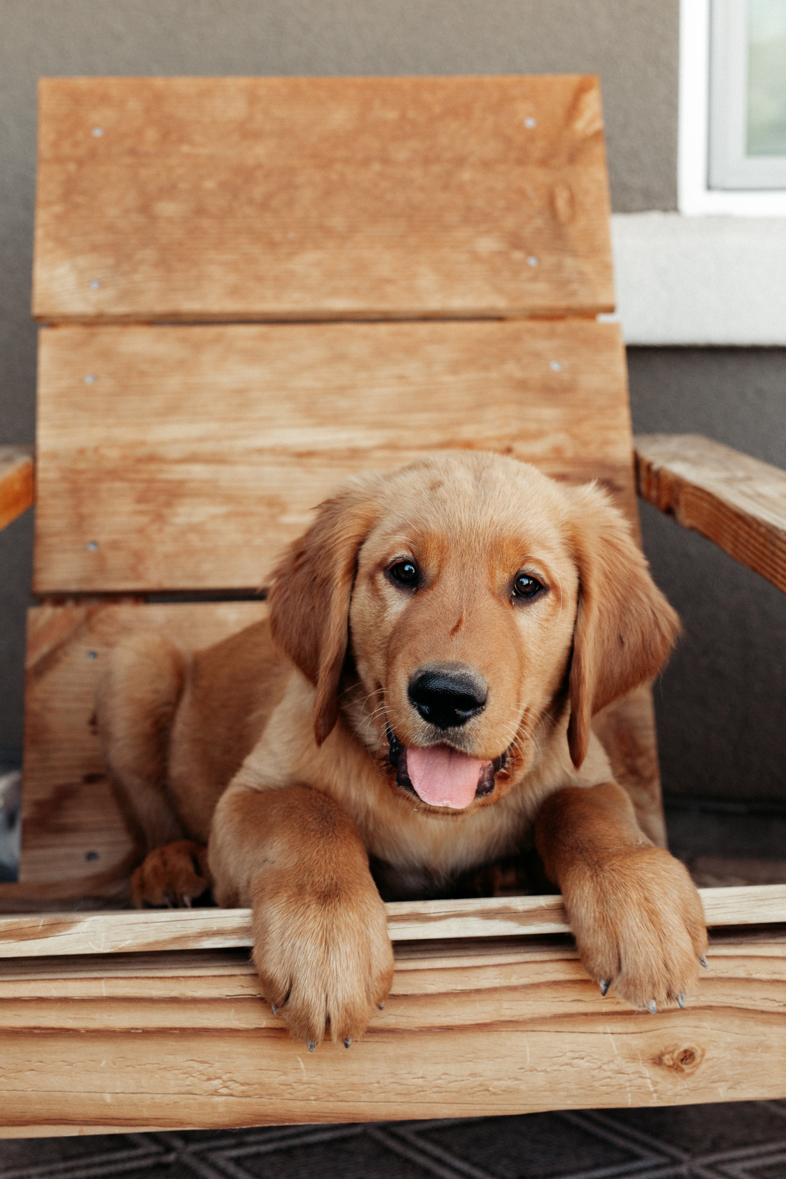 **SOLD** Blue | Blue is our big man on campus but this boy embodies the phrase "gentle giant". Easily one of our largest males and litter pups, he is one of our boxier Goldens as well. His coat is gorgeous and just keeps getting darker with age. He i