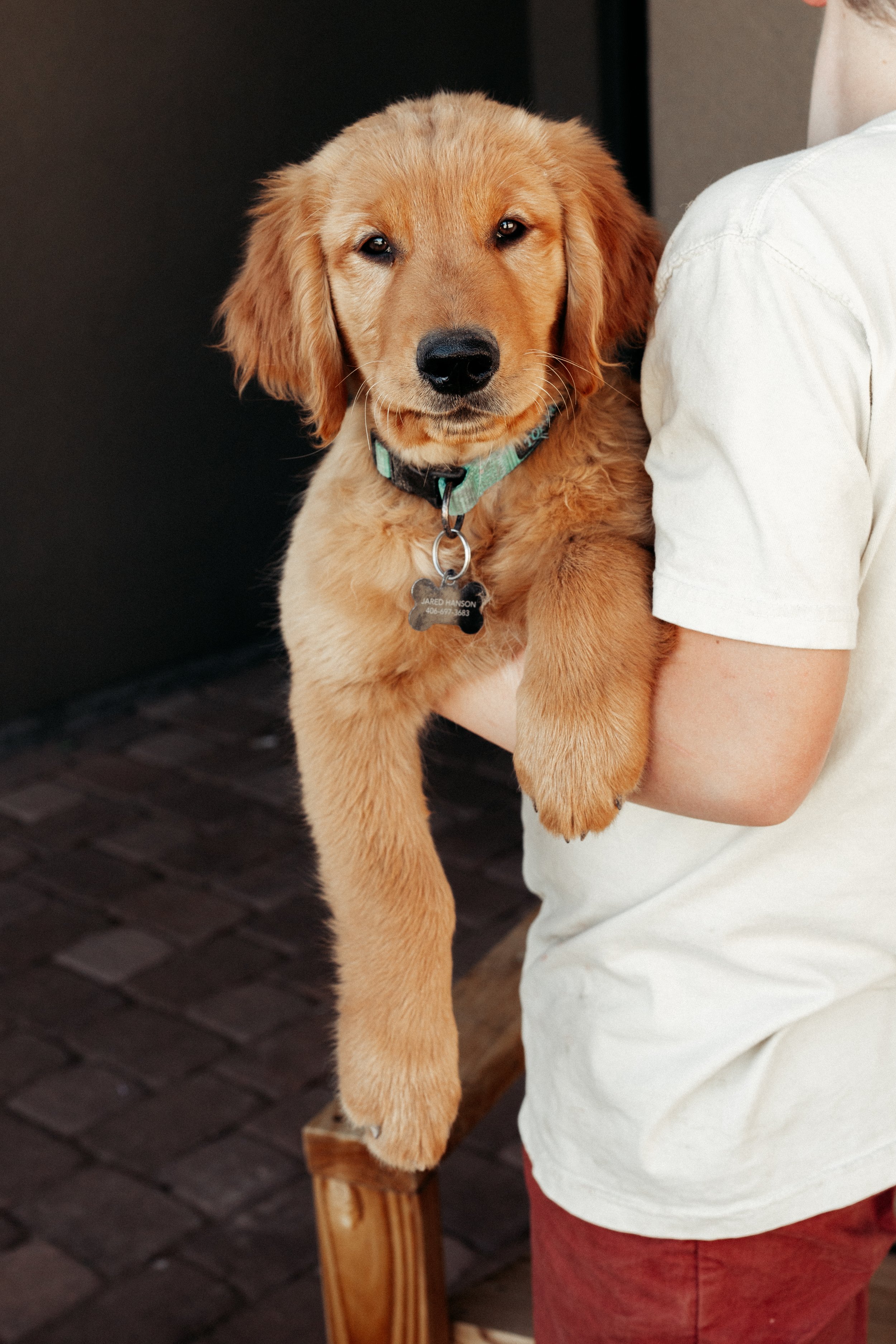 ** SOLD**
Green | This little guy is our "manly pup" and reminds me of a lion cub. He thinks he is the boss and the watch dog of the group and he acts like it, too, but somehow is one of the most cuddly pups we have! He was one of our first to open