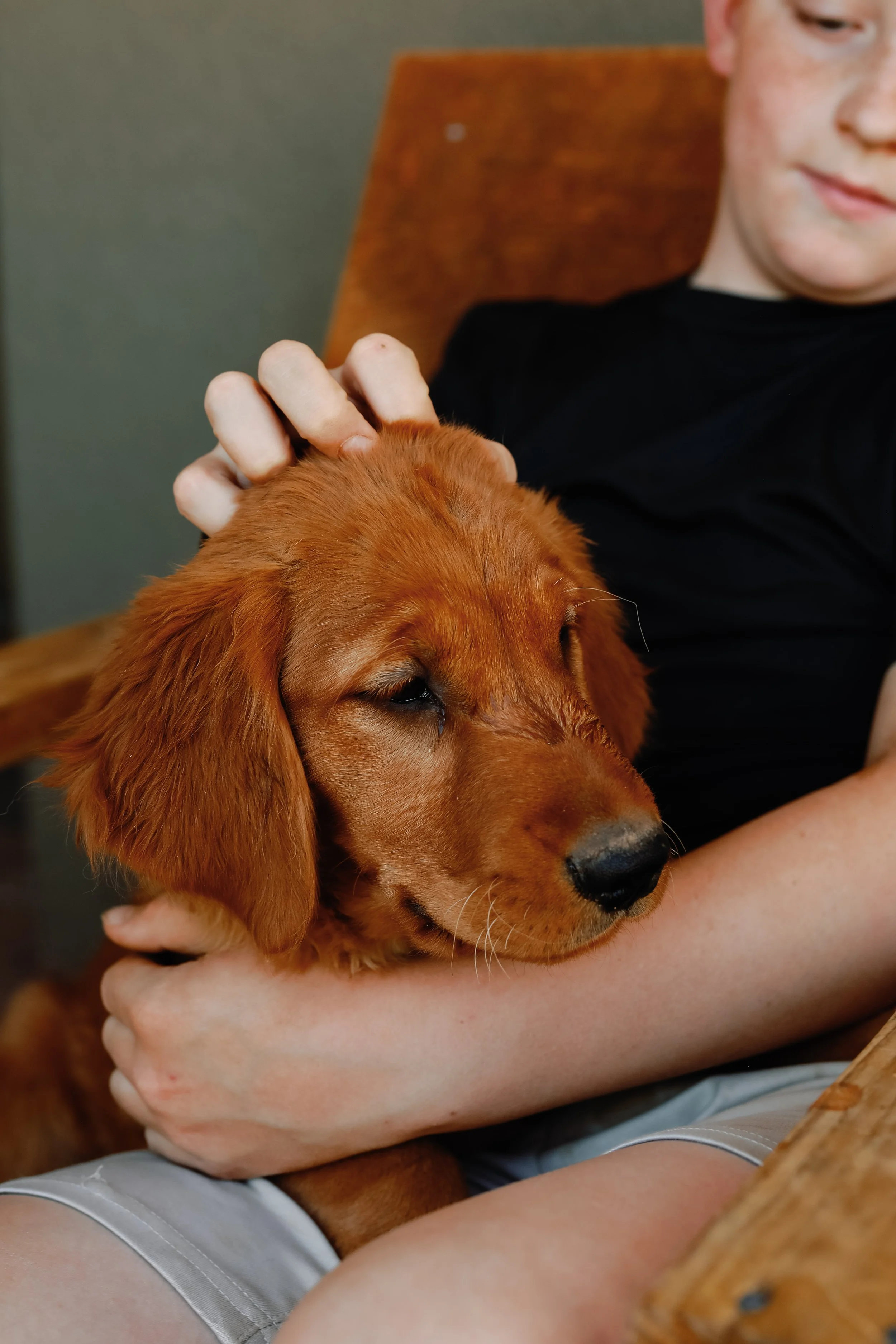 Yellow | Our Youngest Sister. Yellow has the absolute best eyes that draw you in and make it hard not to love her. She is one of our happiest puppies who loves to cuddle. She is so incredibly sweet and playful. She will play, cuddle, and then take a 