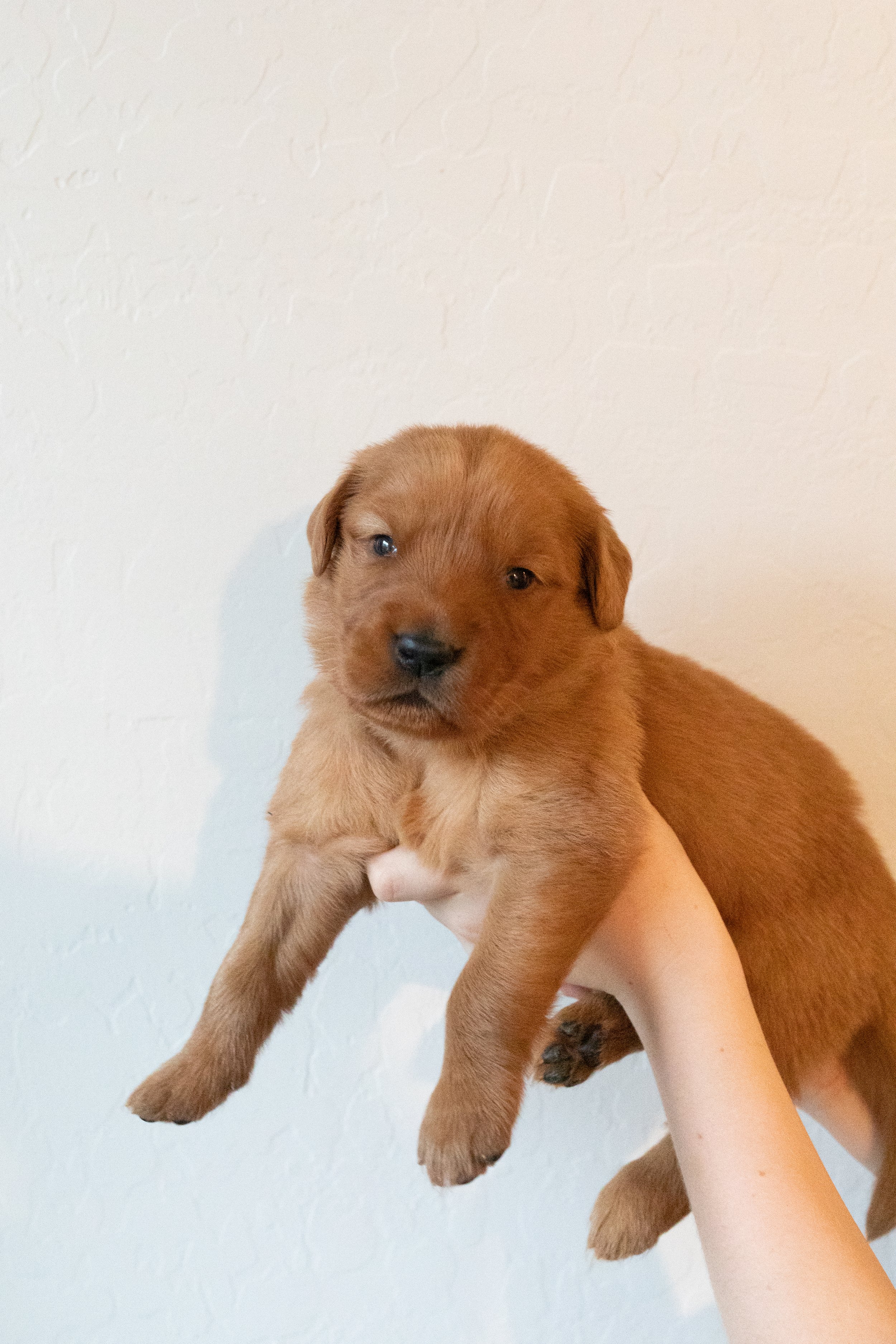 **SOLD** | Red | Ready to Cuddle. This is our resident chunk. He is fluffy and just a lover through and through. He has his own look that sets him a part from most of the litter while still being so handsome and entertaining and fun-loving! 