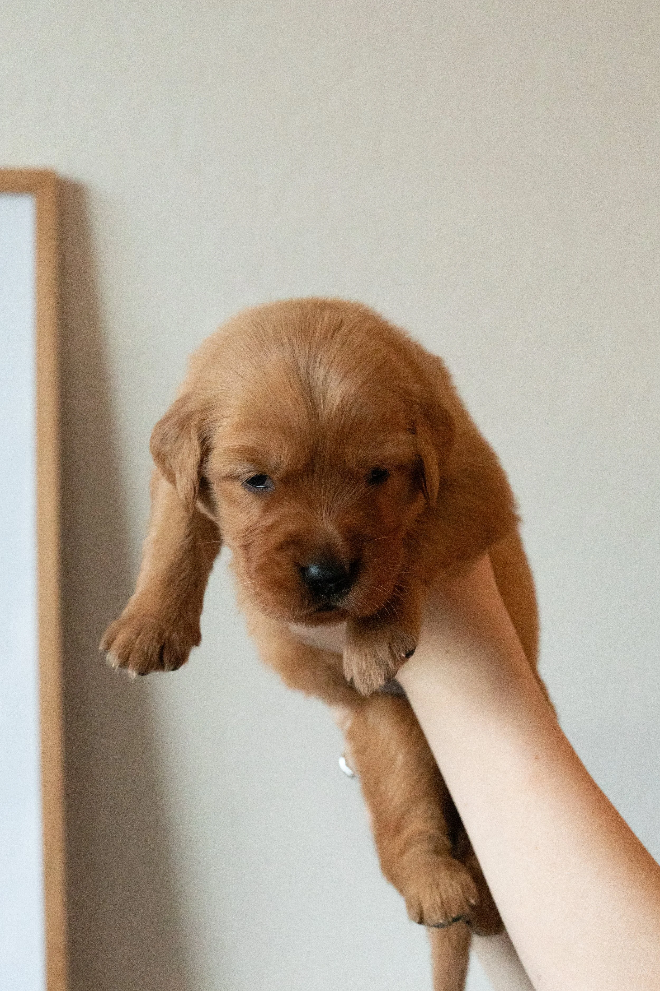 *SOLD* | Light Pink | Our Tiny and Might Sister