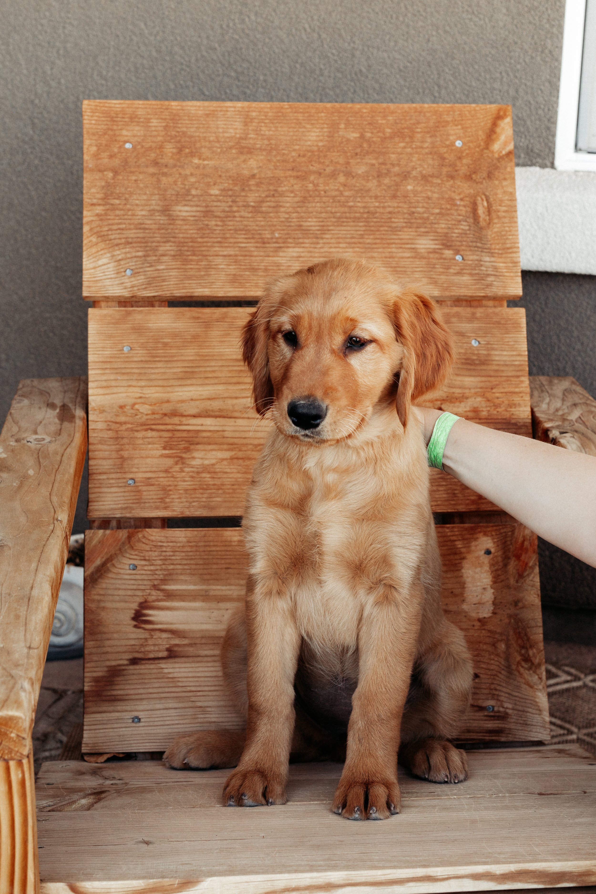 Yellow | This little girl has one of the most calming personalities of the crew. She is just content to be with you! While she still has that loved Golden energy and is SO fun and has the sweetest little face, she also has a special calm about her th