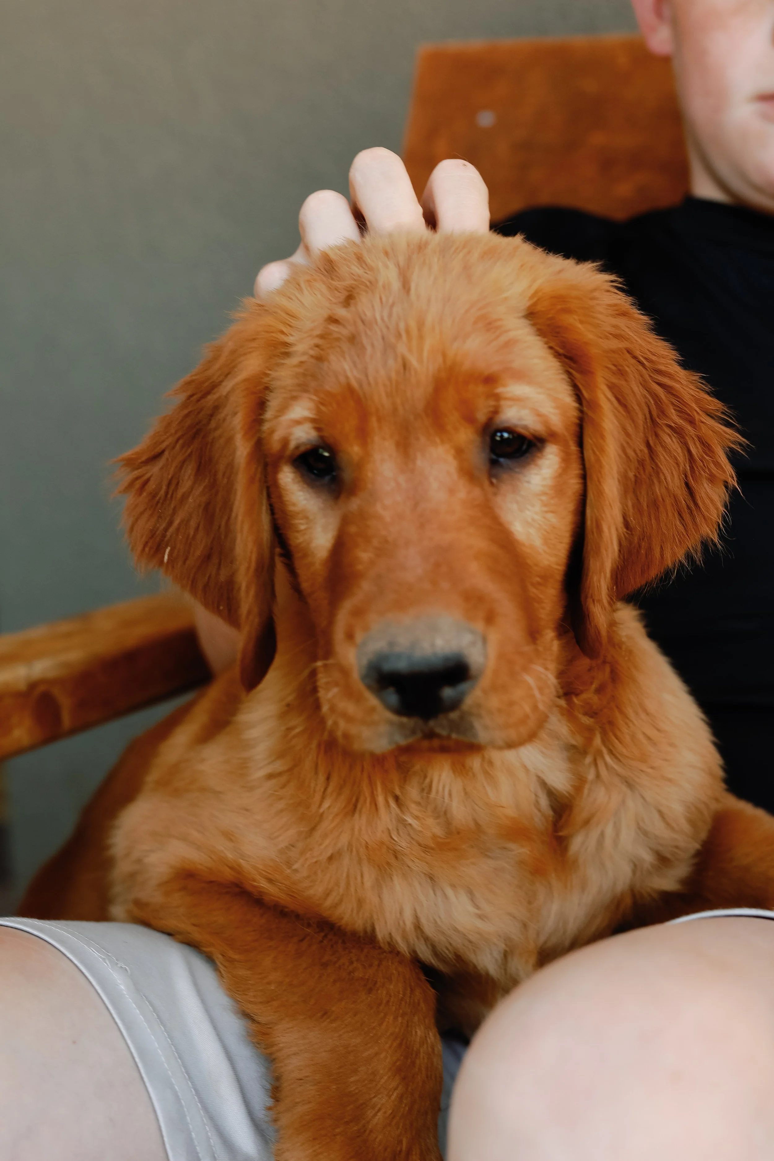 Grey | Our Little Adventurer. This sweet boy is our get-up-and-go puppy. He loves to play fetch, be in the water, be out moving and exploring! He is the first to play and the last to stop playing. He loves to be with people and other pups, too! This 