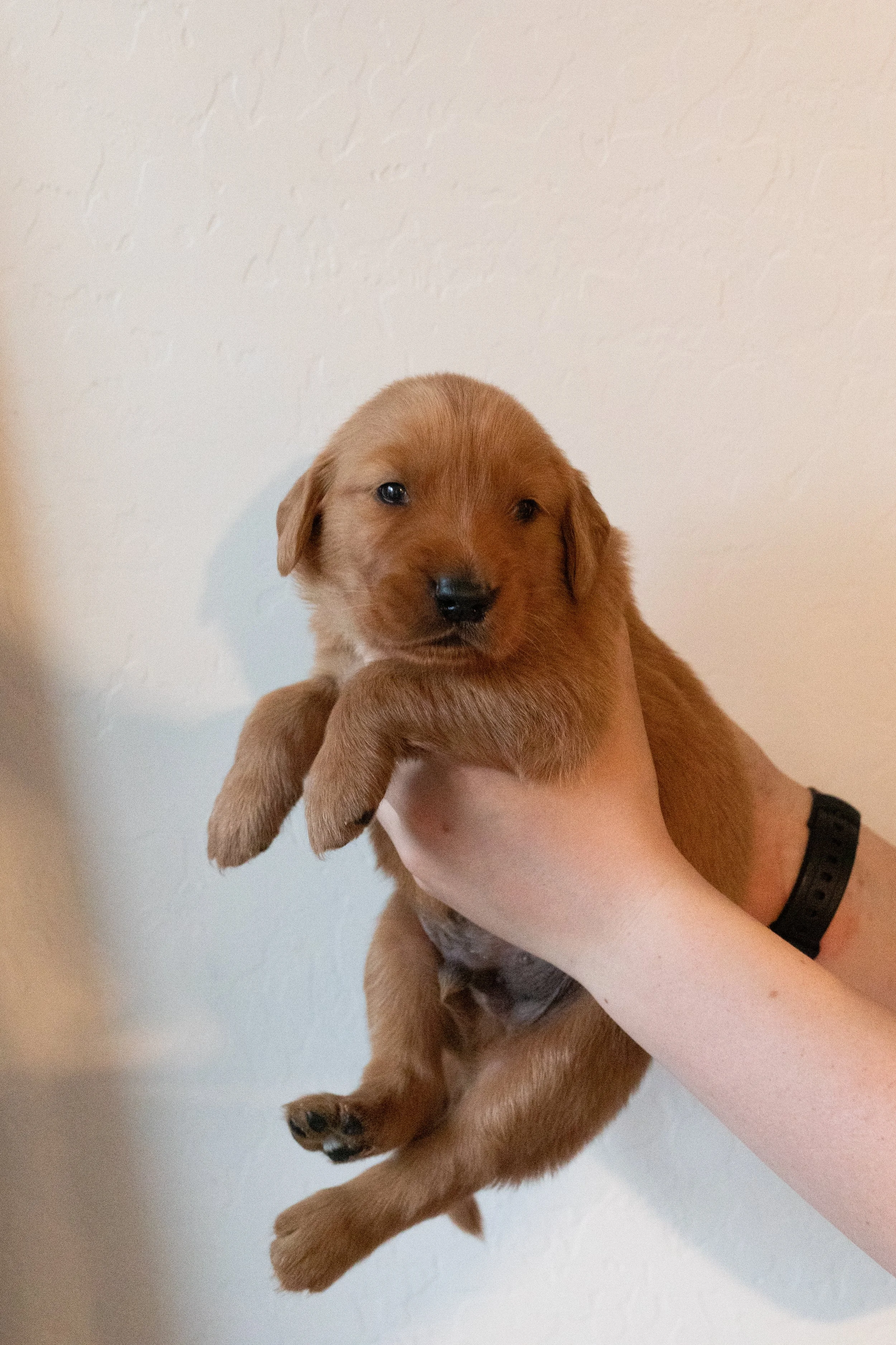 **SOLD** | Black | Our Oldest Brother. Black is one part serious, one part playful. He loves to wrestle and he loves to cuddle. He has more of a personality that draw attention and feels like he is a leader. He is sweet and bold all in one little pup