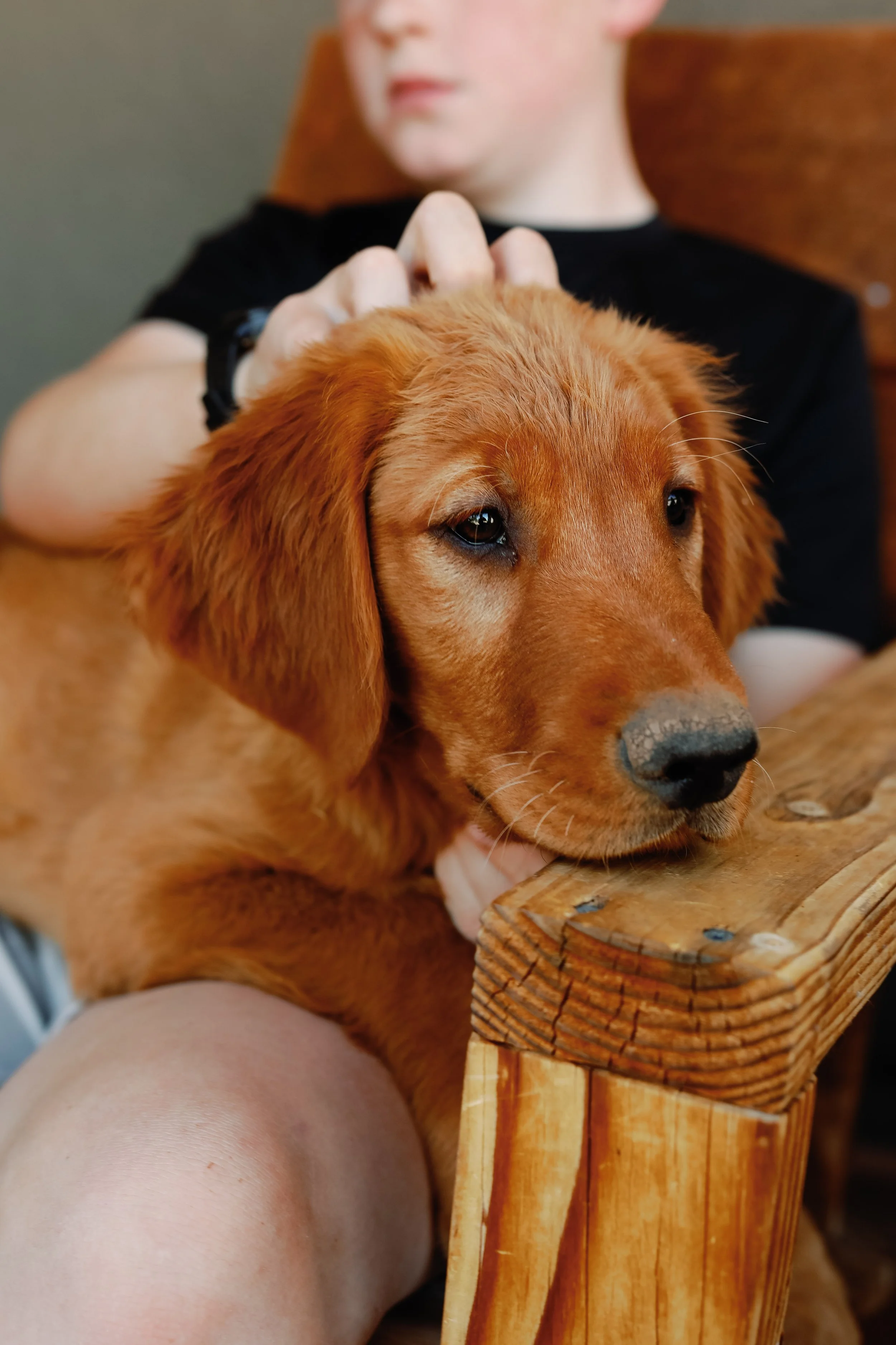 Light Green | Our 'Calm in the Chaos' Pup! This little man is one of our sweetest pups and has a calming quality to him. He has a grounded feel that is soothing. He is still sweet and fun but not the adventurer some of his brothers are. He does great