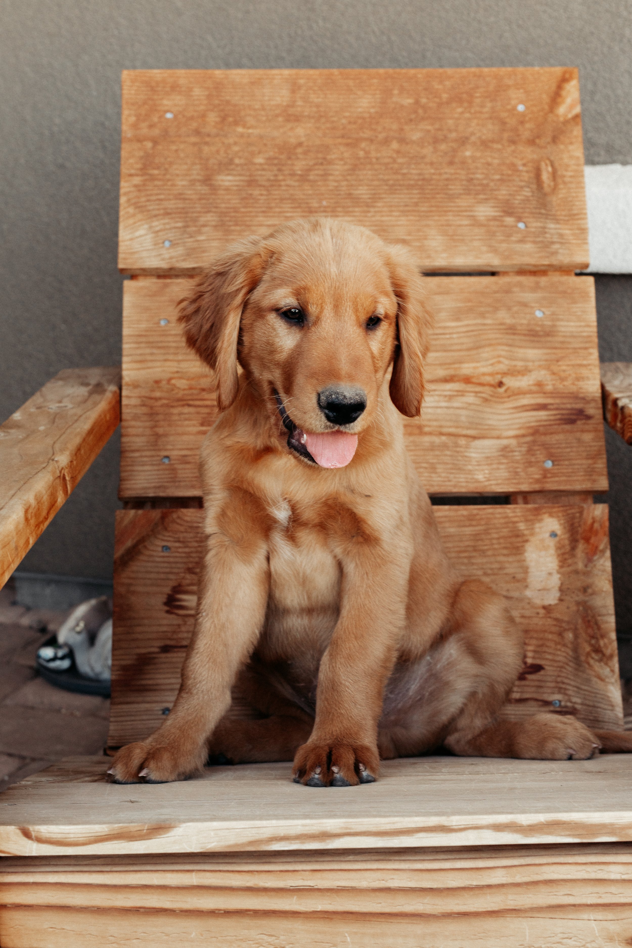 **SOLD** Tan | This little man is our only pup with a topside "birthmark". He has a little white patch of fur right on top of his forehead but it is getting lighter with age! Tan is seriously sweet but he is also so fun! He loves to be out exploring