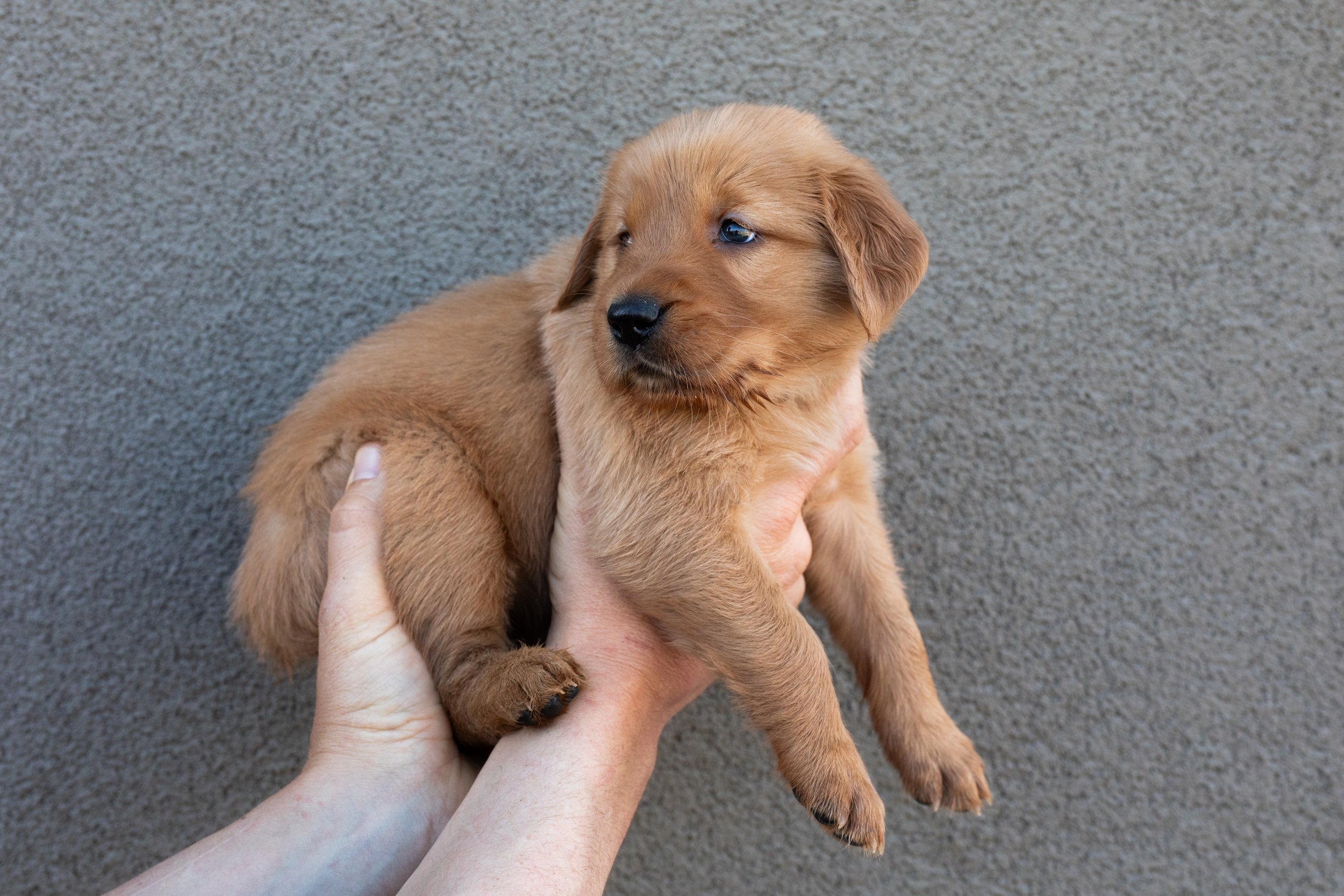 Light Blue | Our happy girl! This fun pup is fun loving and bouncy and loves showing you all of her new tricks. She is a fast learner and one of our first pups to sit on command. She does love her siblings but isn't quite as worried about joining in