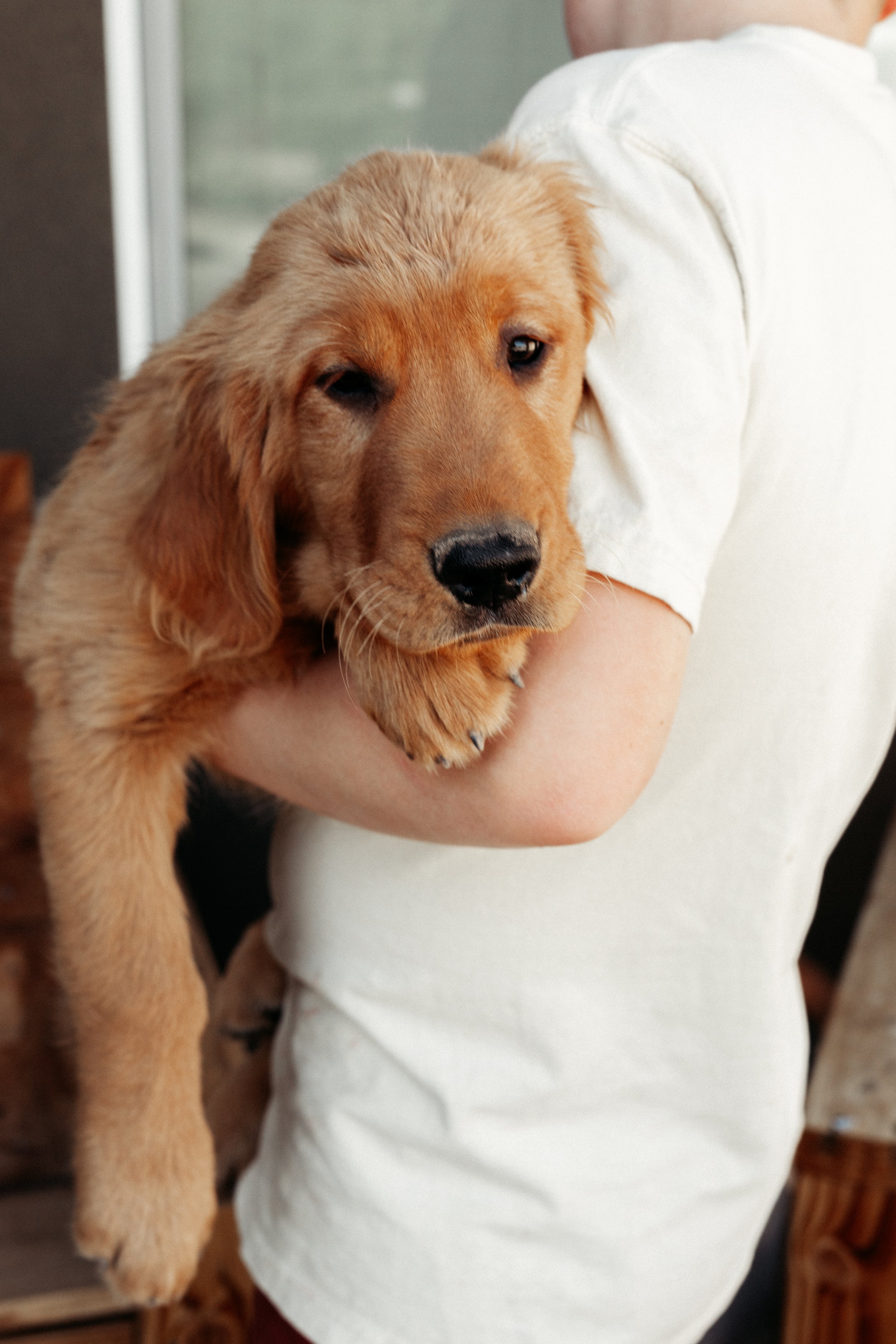 **SOLD** Red | Our lightest male and one of our sweetest, most docile puppies. This little chunk our "grandpa pup" looks wise and is ready to be loved on. He plays but also seems to have a more mature sole who is also content to just be with people.