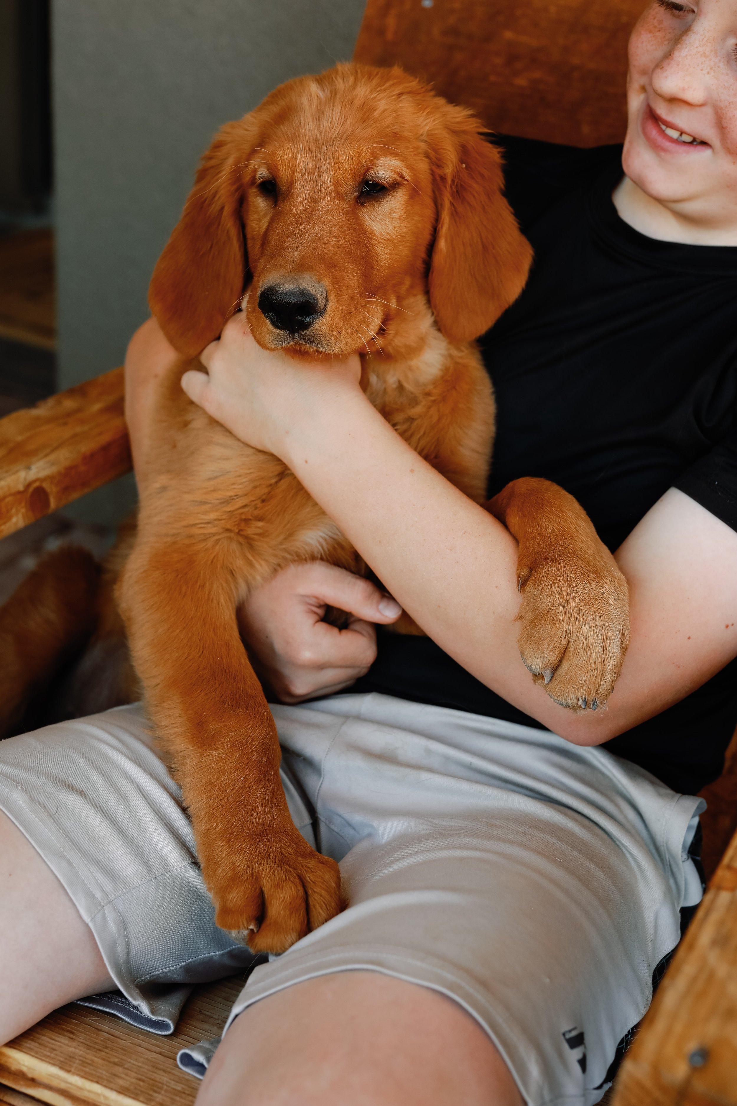 Dark Green | Our Youngest + Largest Brother.  This sweet boy has a look that draws people to him. He loves to play fetch, go on an adventure, and then cuddle up for a good long nap. He is our playful, gentle giant to be sure!