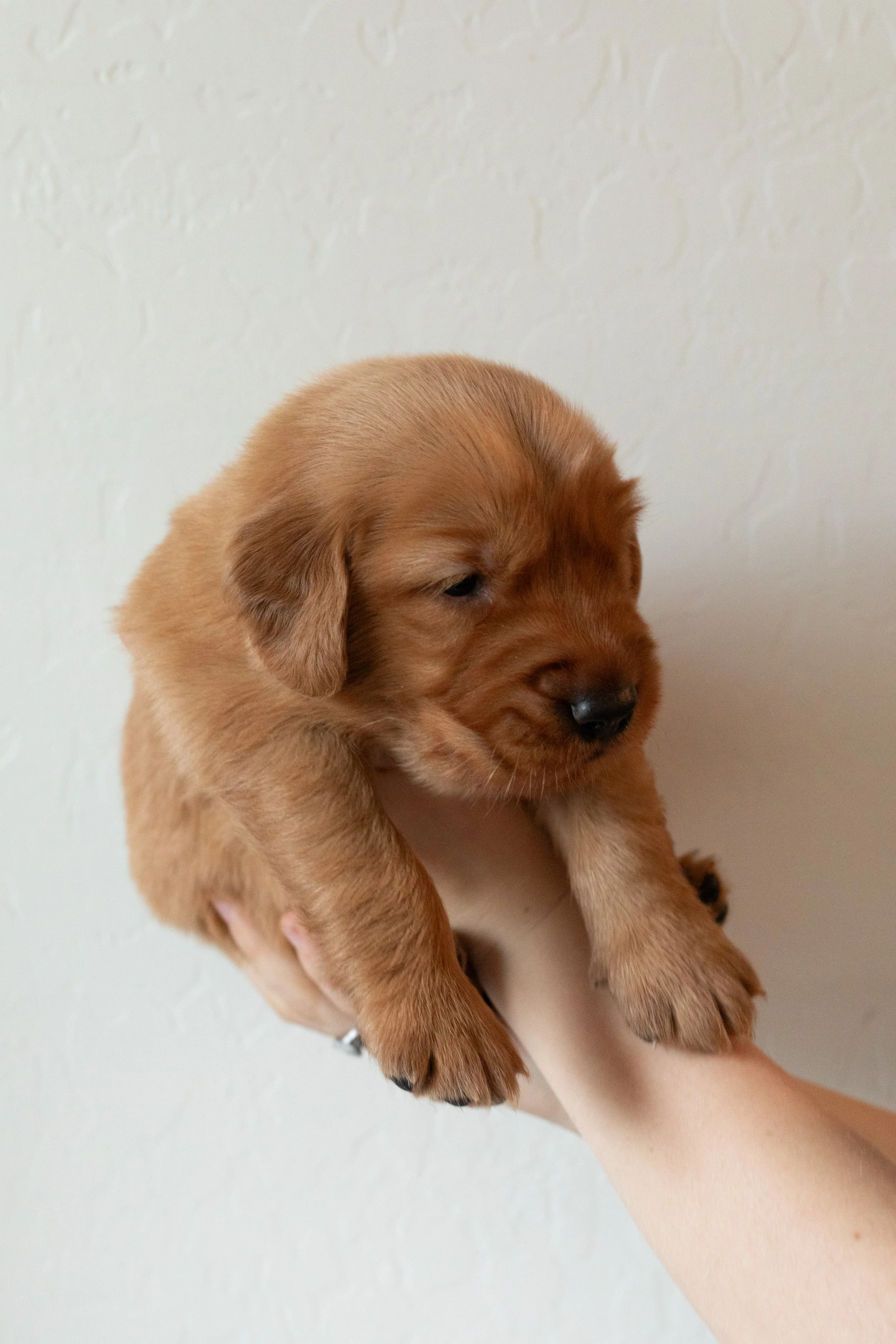 Grey | Our Little Adventurer. This sweet boy is our get-up-and-go puppy. He loves to be out moving and exploring! He is the first to play and the last to play. He loves to be with people and other pups, too!