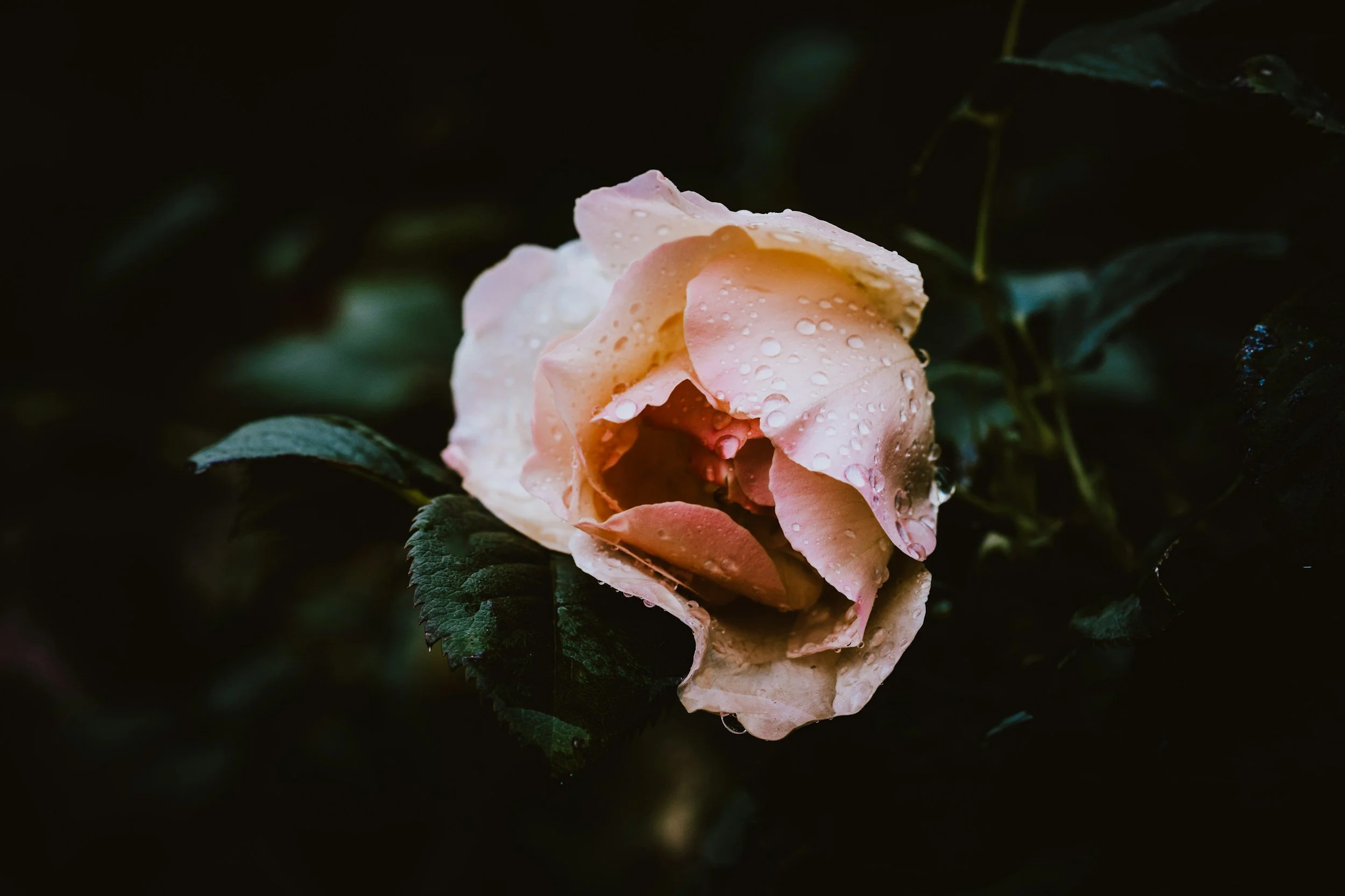 A pale pink rose with dewdrops on its petals, set against dark green leaves and a dark background.