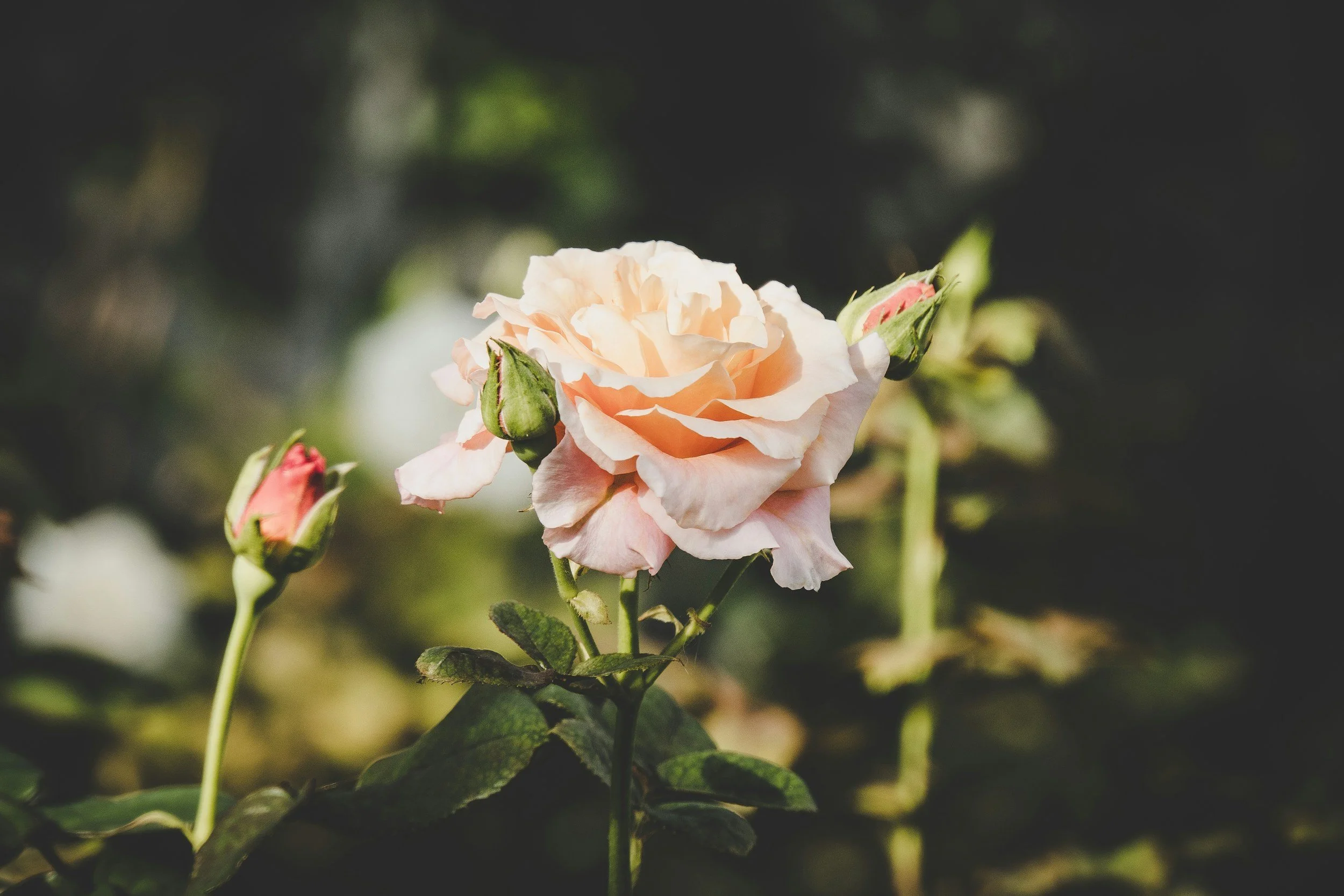 A light pink rose in full bloom surrounded by several rosebuds, with green leaves and a blurred dark background.